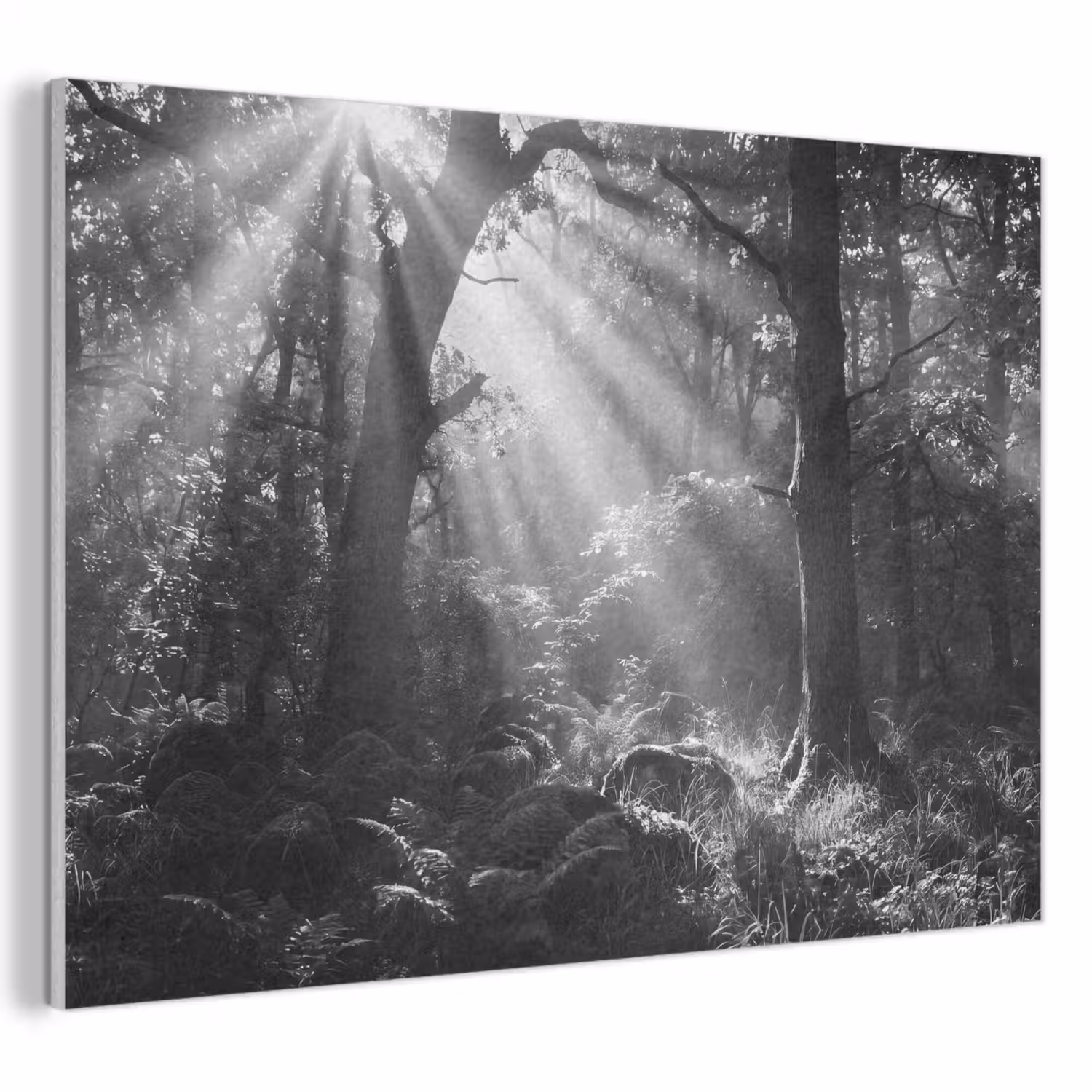 Bos - Lichtstralen - Natuur - Zwart-wit PET vilt klein -3d