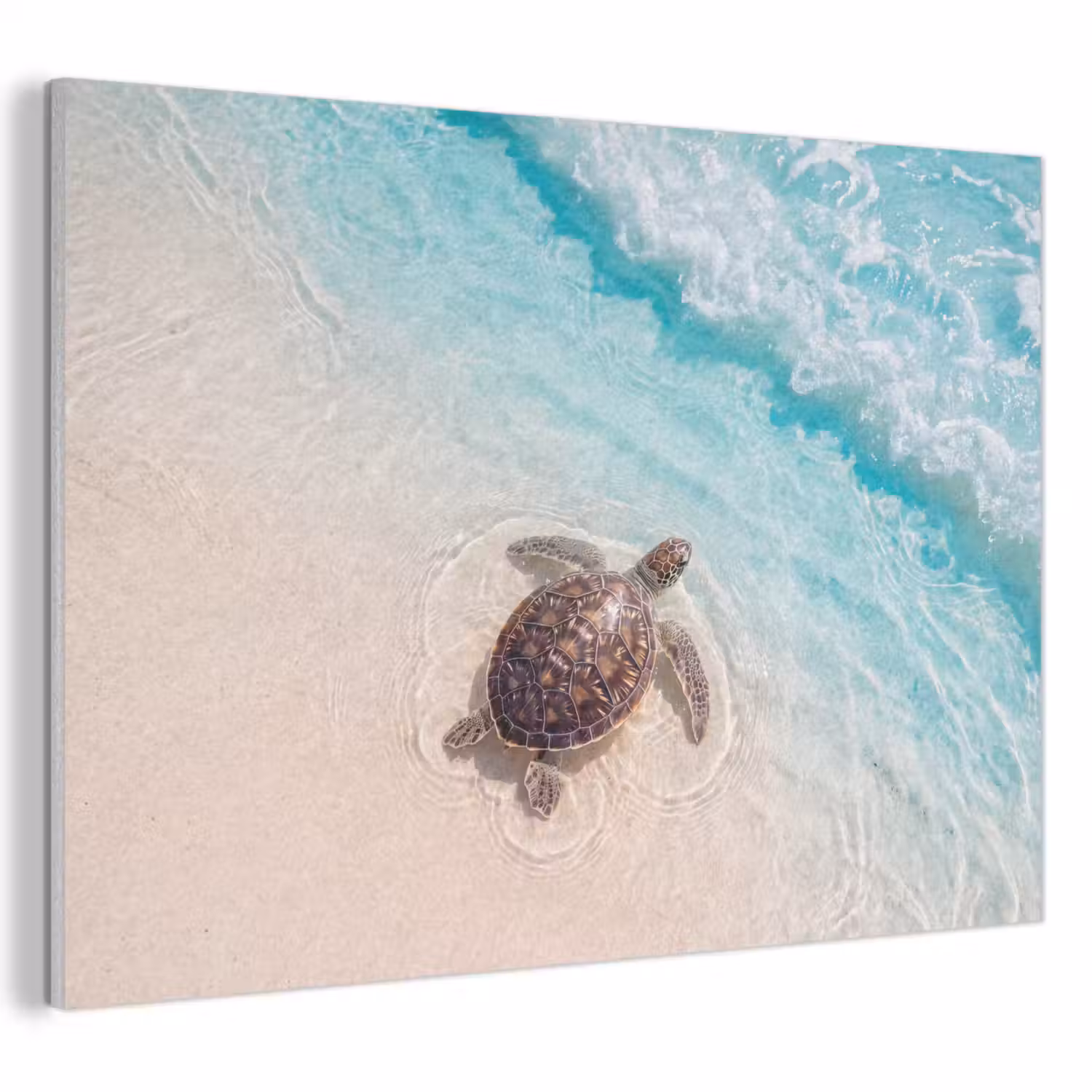 Schildpad - Helder water - Strand - Dieren - Natuur PET vilt klein -3d