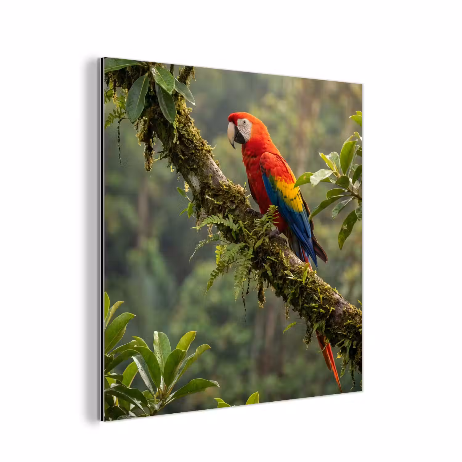 Ara - Jungle - Rood aluminium wit klein -3d