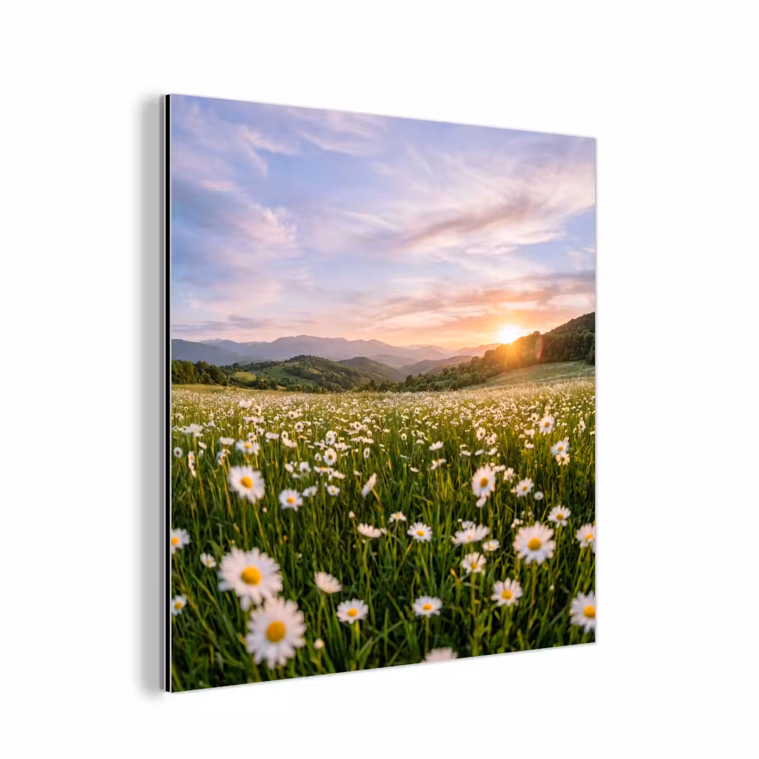 Madelief - Veld - Heuvels - Groen aluminium wit klein -3d