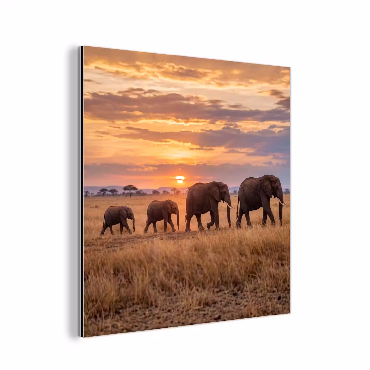 Olifanten - Savanne - Zonsondergang - Afrika - Warm aluminium wit klein -3d