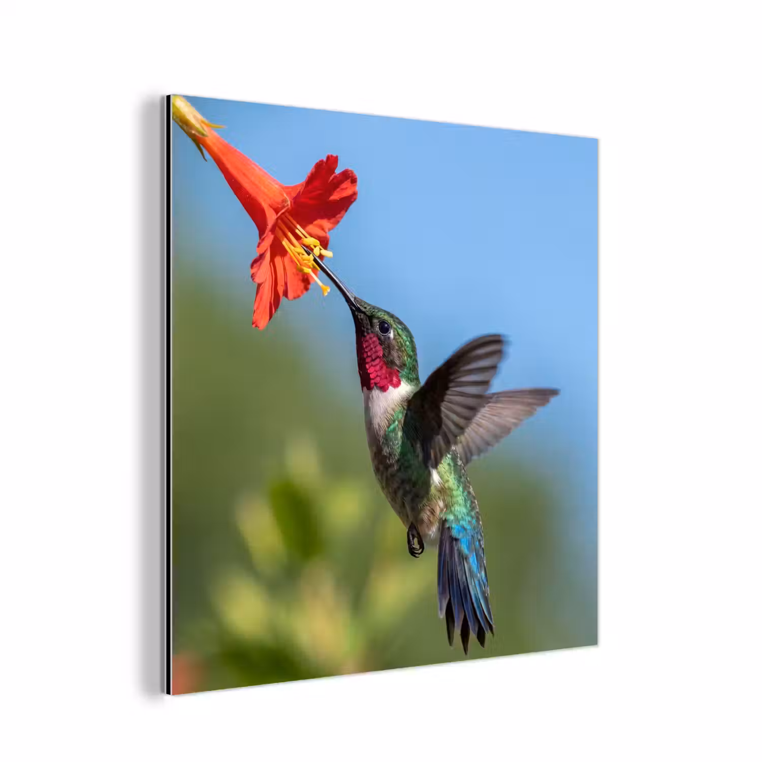 Kolibrie - Bloem - Natuur - Groen aluminium wit klein -3d