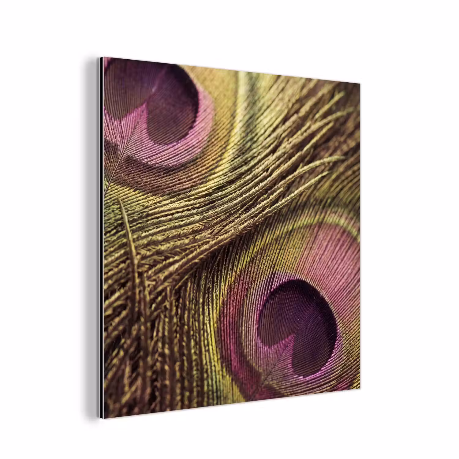 Pauw - Veren - Paars - Groen aluminium wit klein -3d