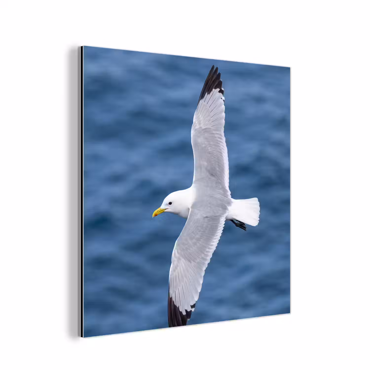 Zeemeeuw - Oceaan - Blauw aluminium wit klein -3d