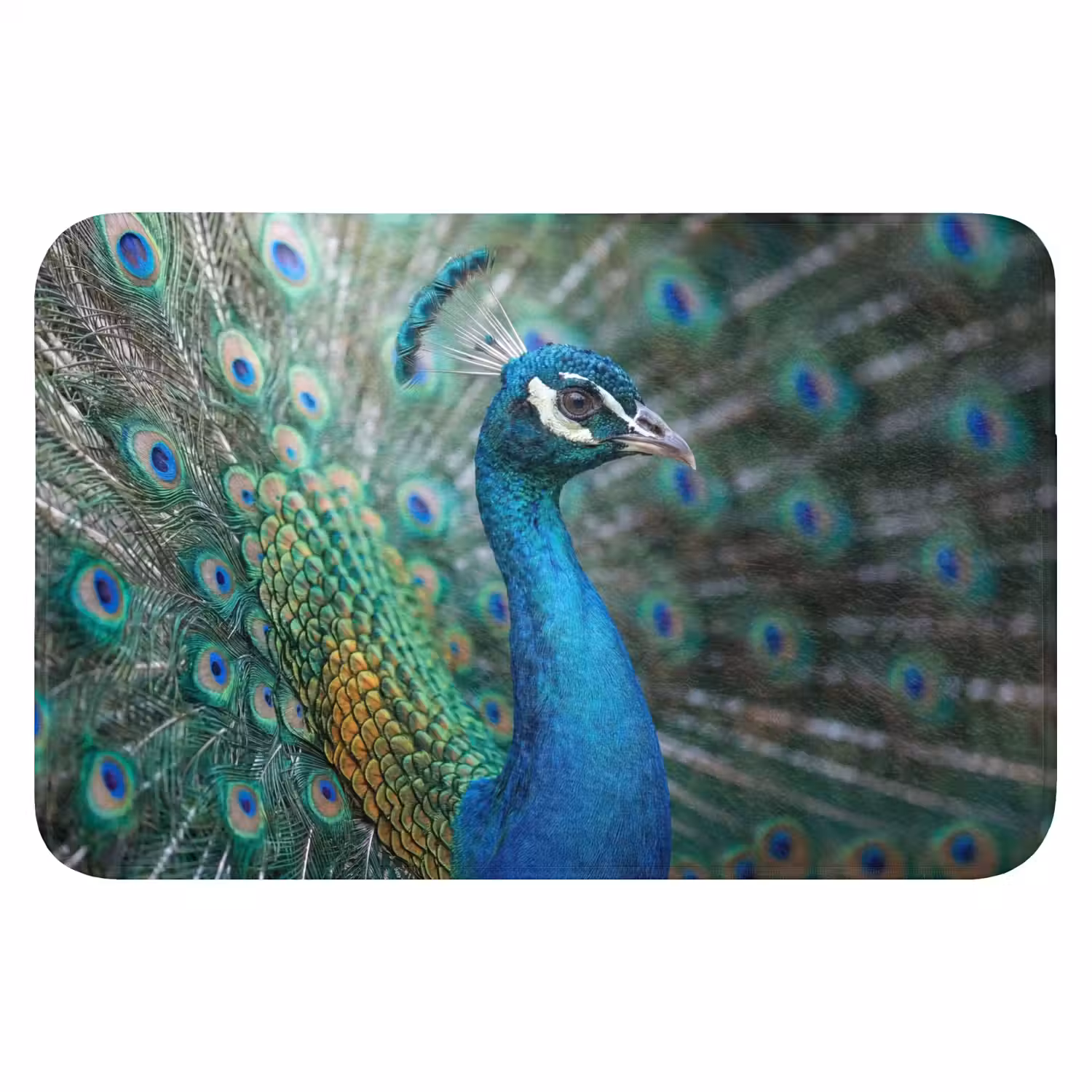 Pauw - Veren - Blauw Badmat klein -3d