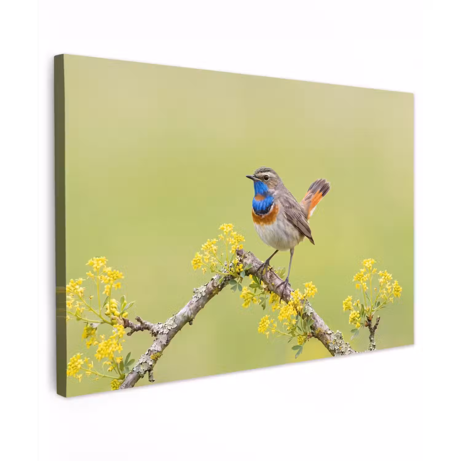 Vogel - Tak - Natuur - Kleurrijk canvas 2cm klein -z3d