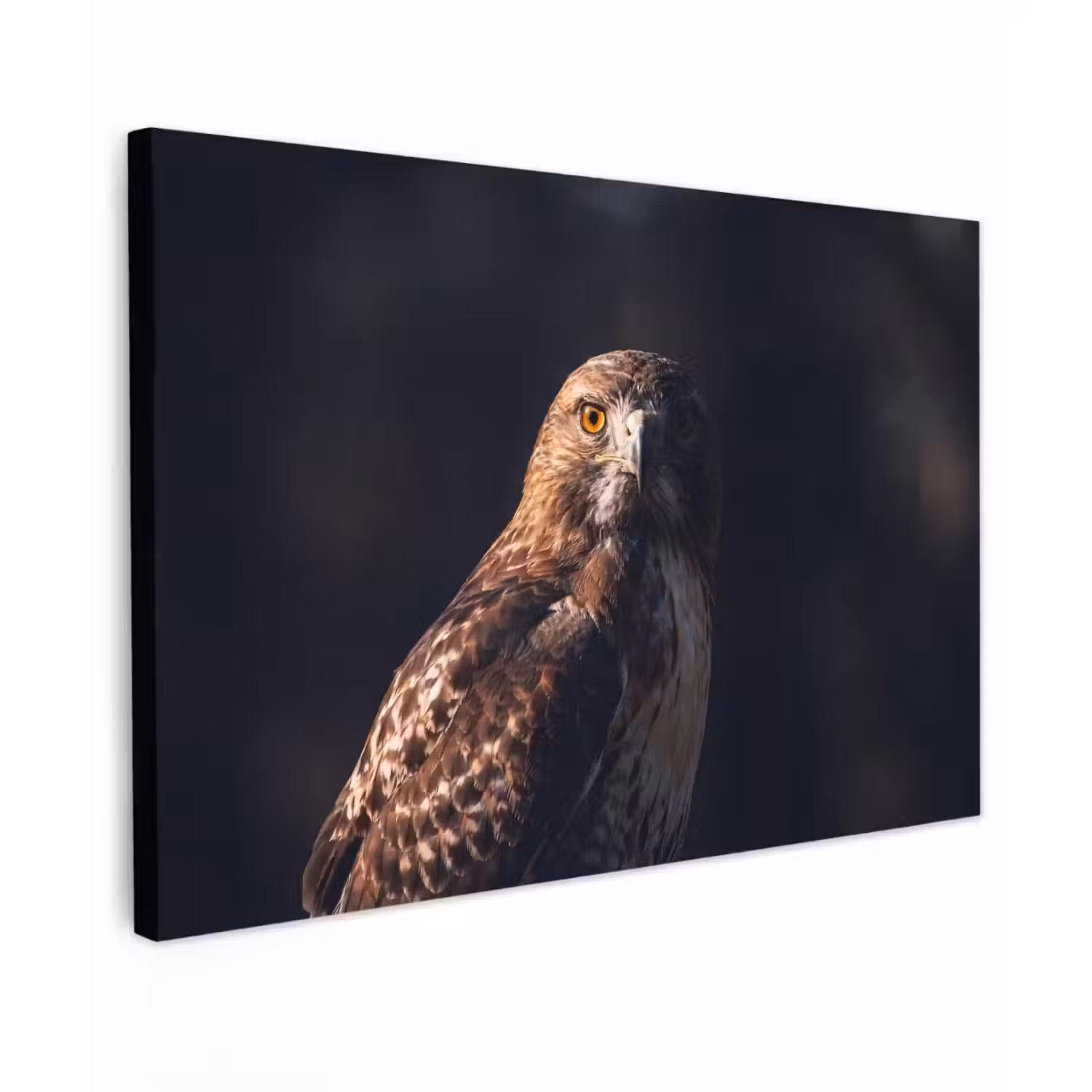 Roofvogel - Buizerd - Bruin canvas 2cm klein -z3d
