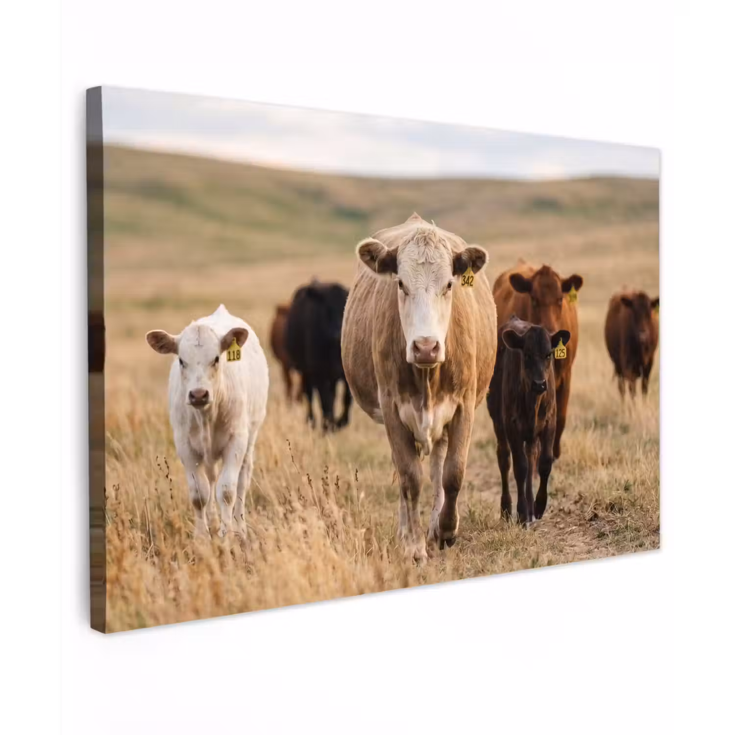Runderen - Kudde - Landschap - Weide - Rustig canvas 2cm klein -z3d