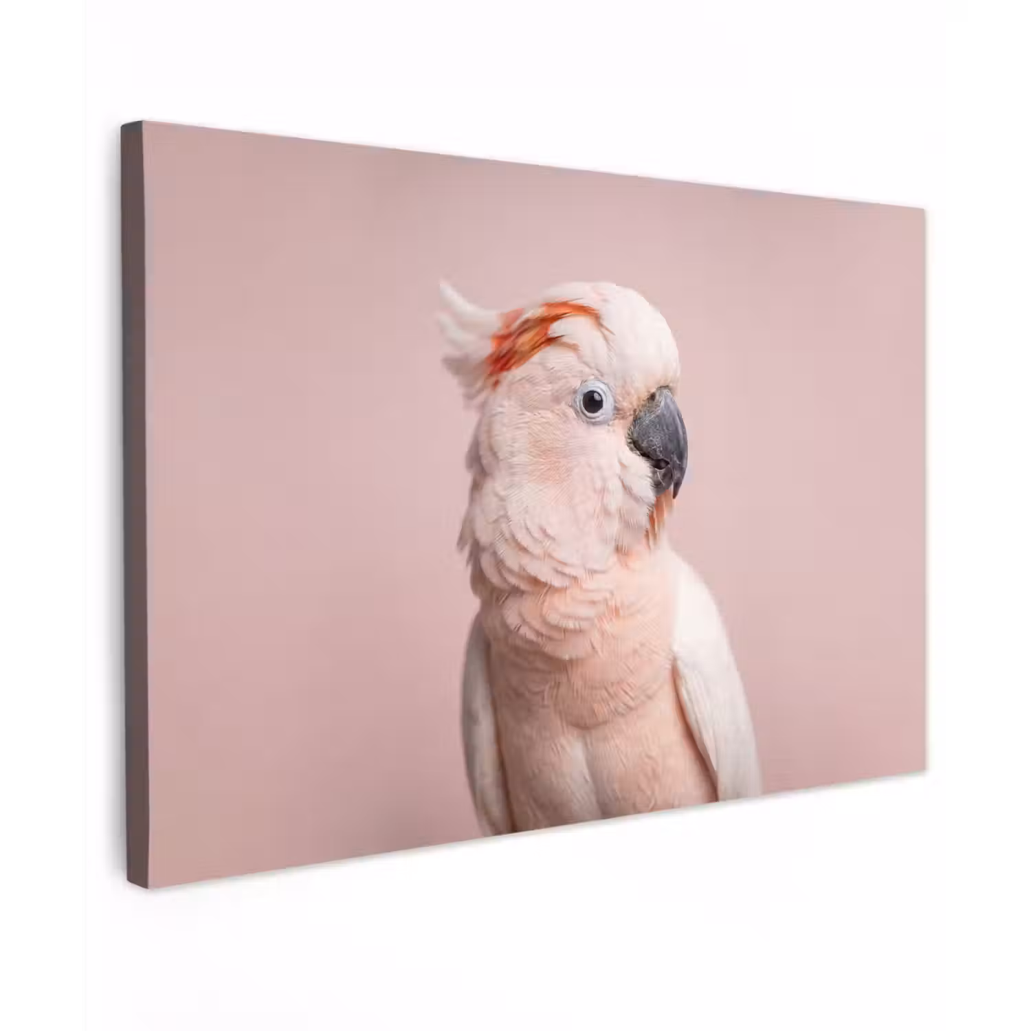 Kaketoe - Portret - Roze canvas 2cm klein -z3d