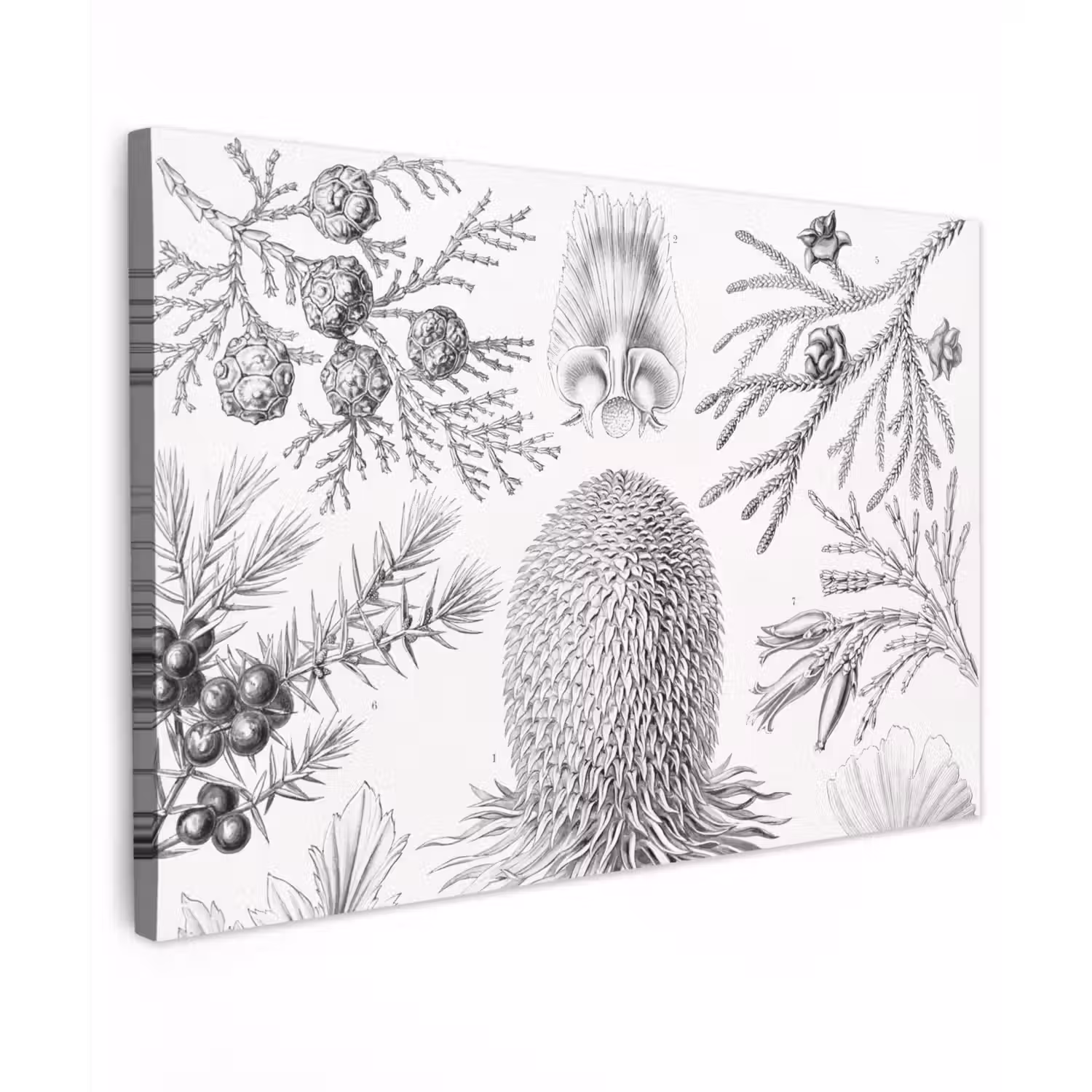 Coniferen - Ernst Haeckel - Kunst - Retro - Illustratie - Natuur canvas 2cm klein -z3d