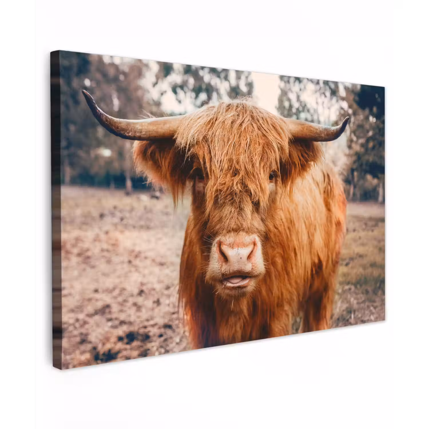 Koe- Schotse hooglander - Hoorns - Bruin - Landschap canvas 2cm klein -z3d