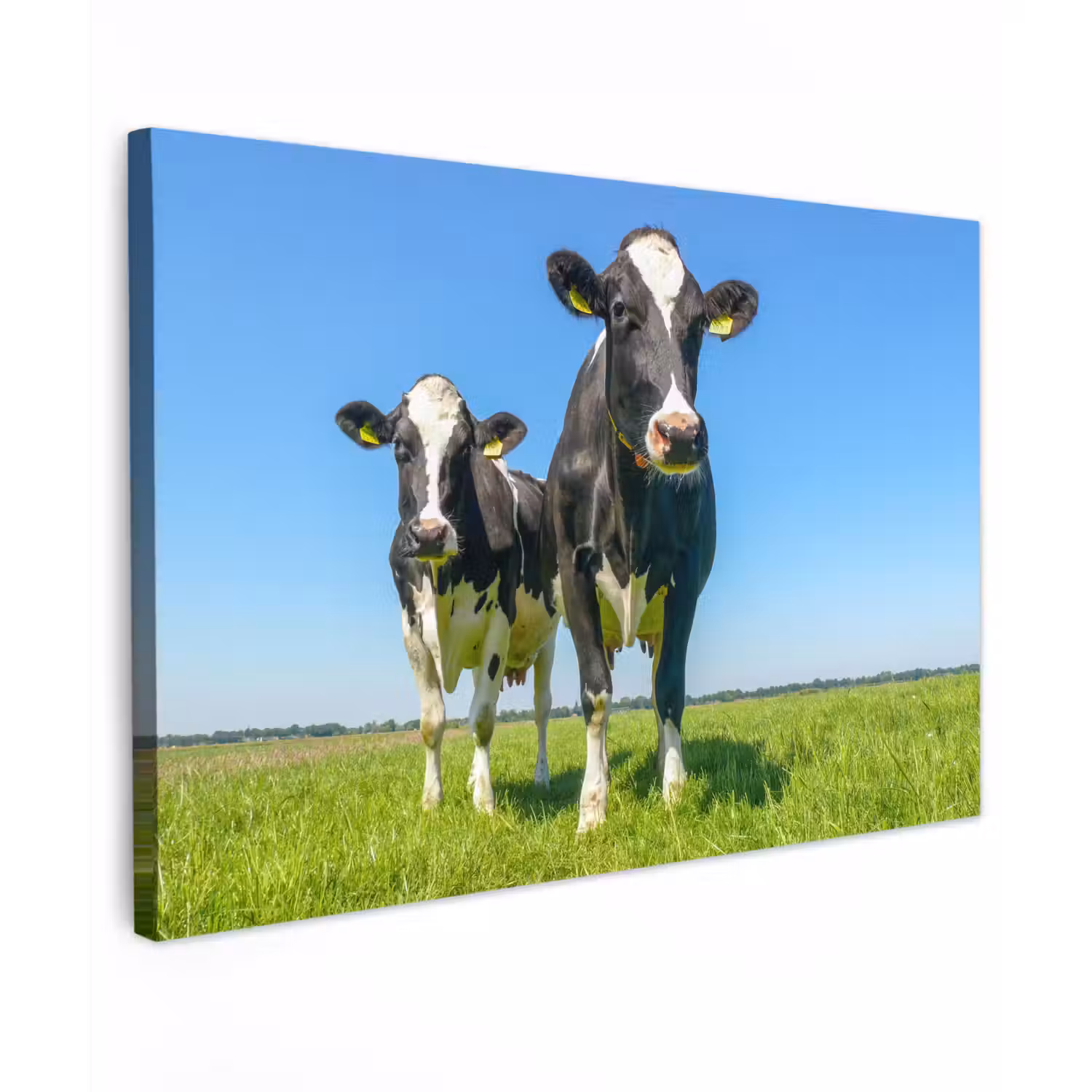 Koeien - Weiland - Gras - Dieren - Boerderij canvas 2cm klein -z3d