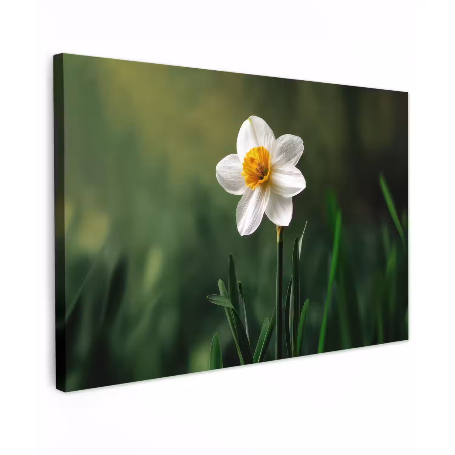 Narcis - Bloem - Wit - Grassprieten canvas 2cm klein -z3d