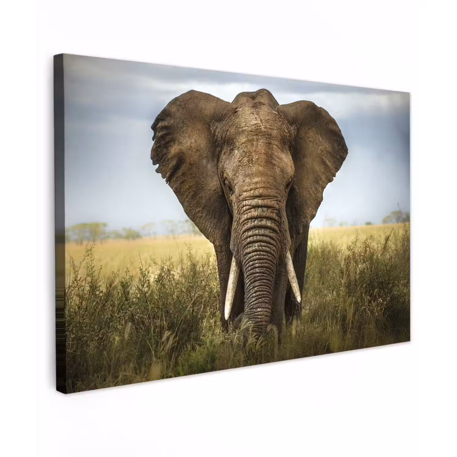 Olifant - Natuur - Gras - Dieren - Landschap canvas 2cm klein -z3d