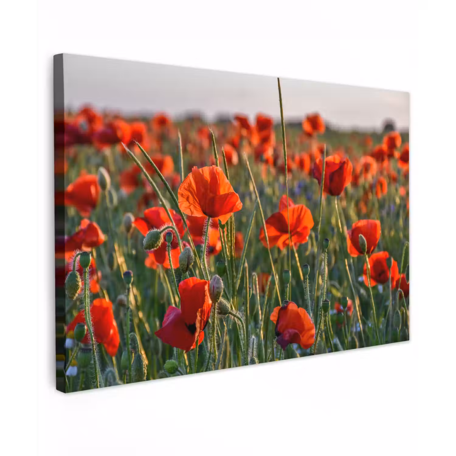 Bloemen - Klaprozen - Natuur - Rood canvas 2cm klein -z3d