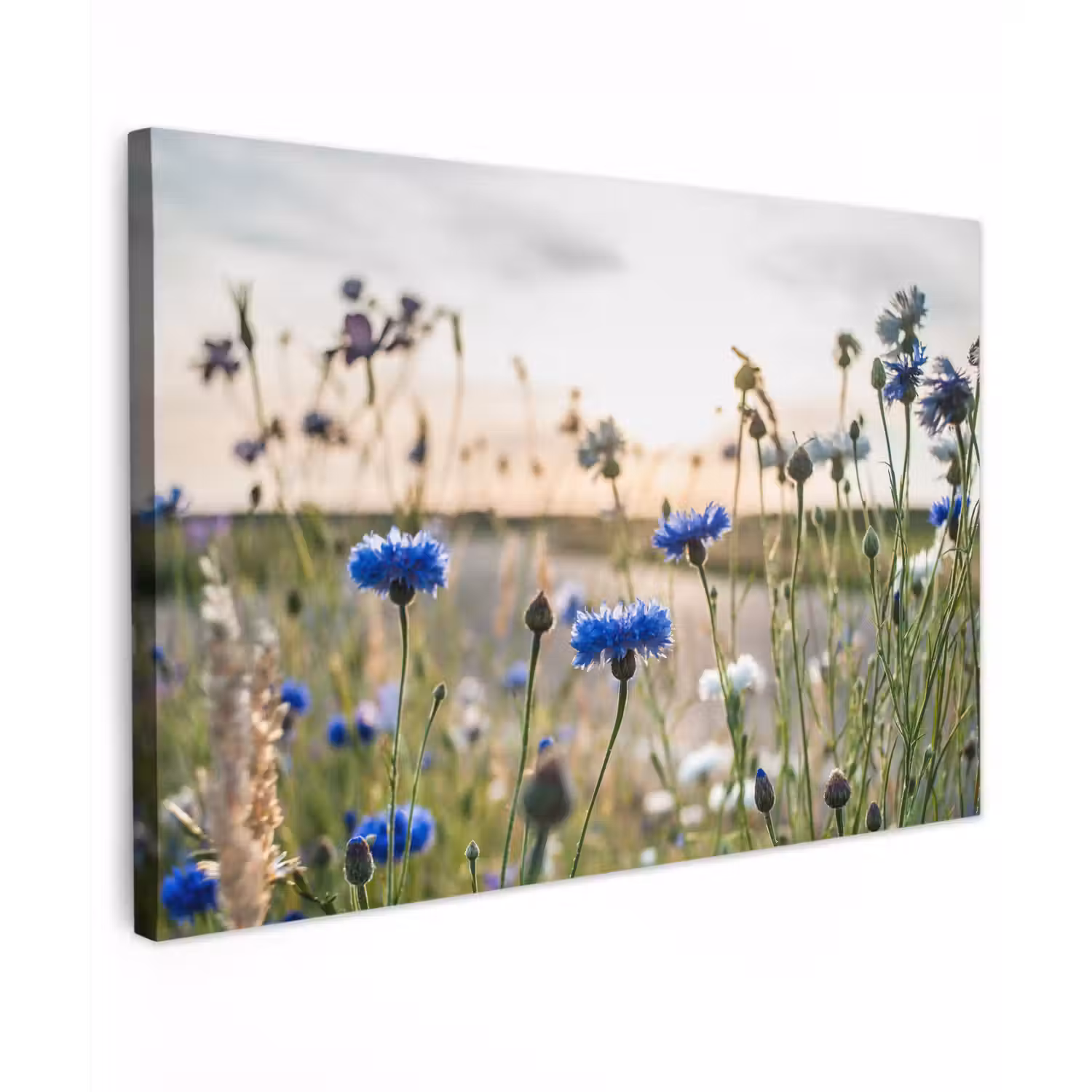 Bloemen - Zomer - Korenbloem - Blauw - Zon - Wolken canvas 2cm klein -z3d