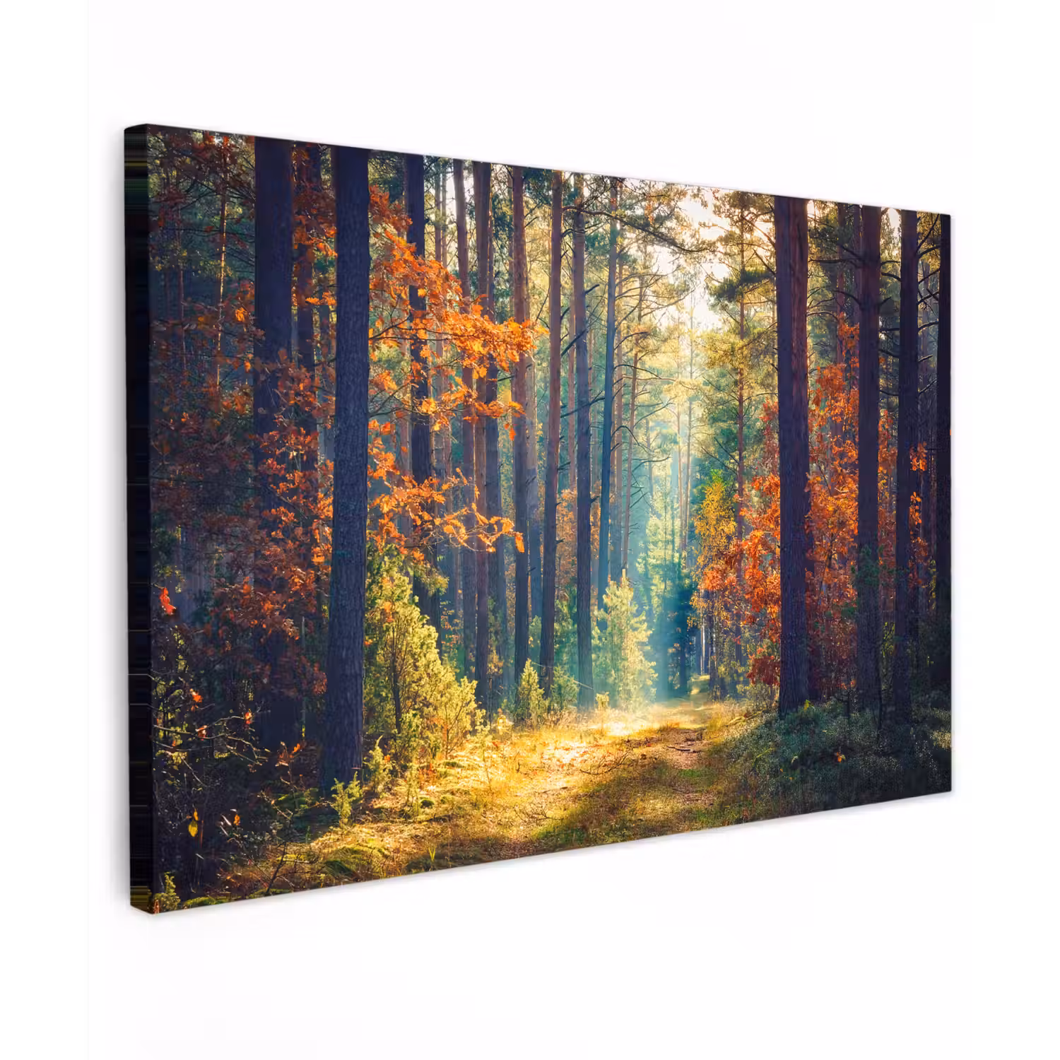 Bos - Zon - Natuur - Herfst canvas 2cm klein -z3d