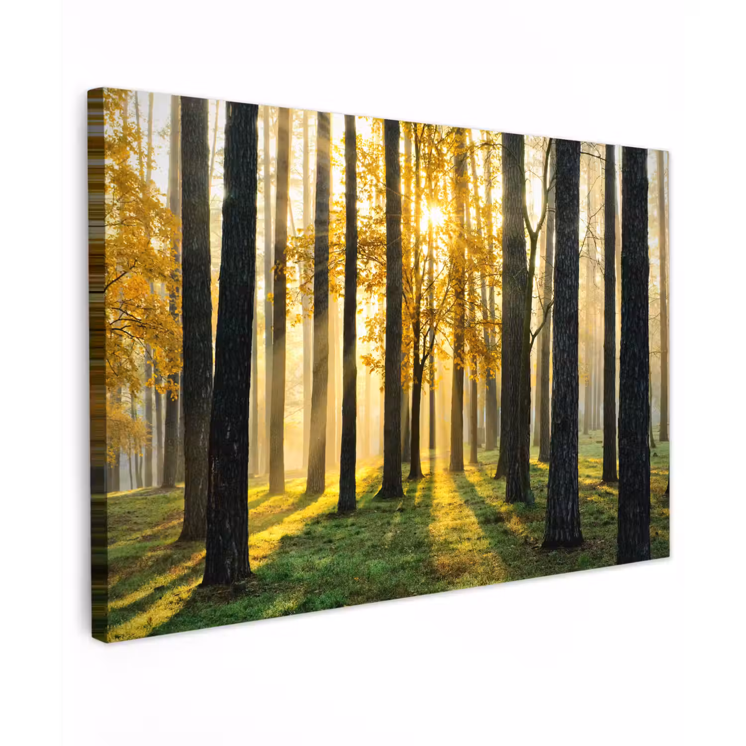 Bos - Zon - Bomen - Gras - Landschap - Natuur canvas 2cm klein -z3d