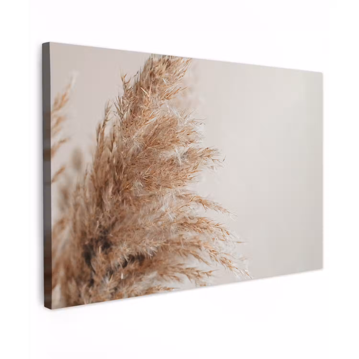 Gras - Planten - Natuur - Pampasgras canvas 2cm klein -z3d