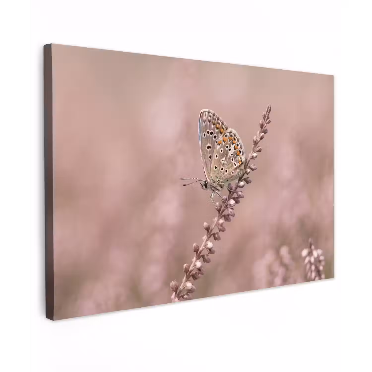 Lavendel - Vlinder - Paars canvas 2cm klein -z3d