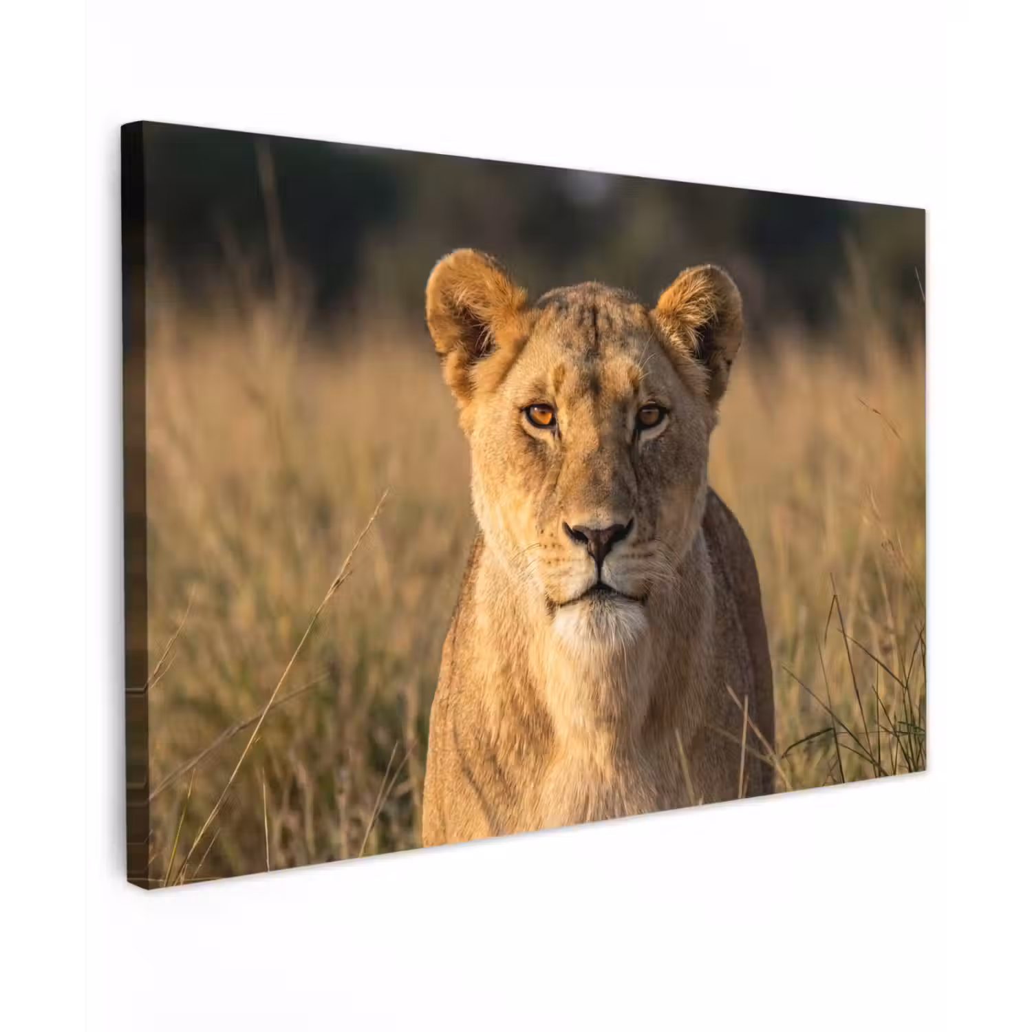 Leeuwin - Gras - Geel canvas 2cm klein -z3d