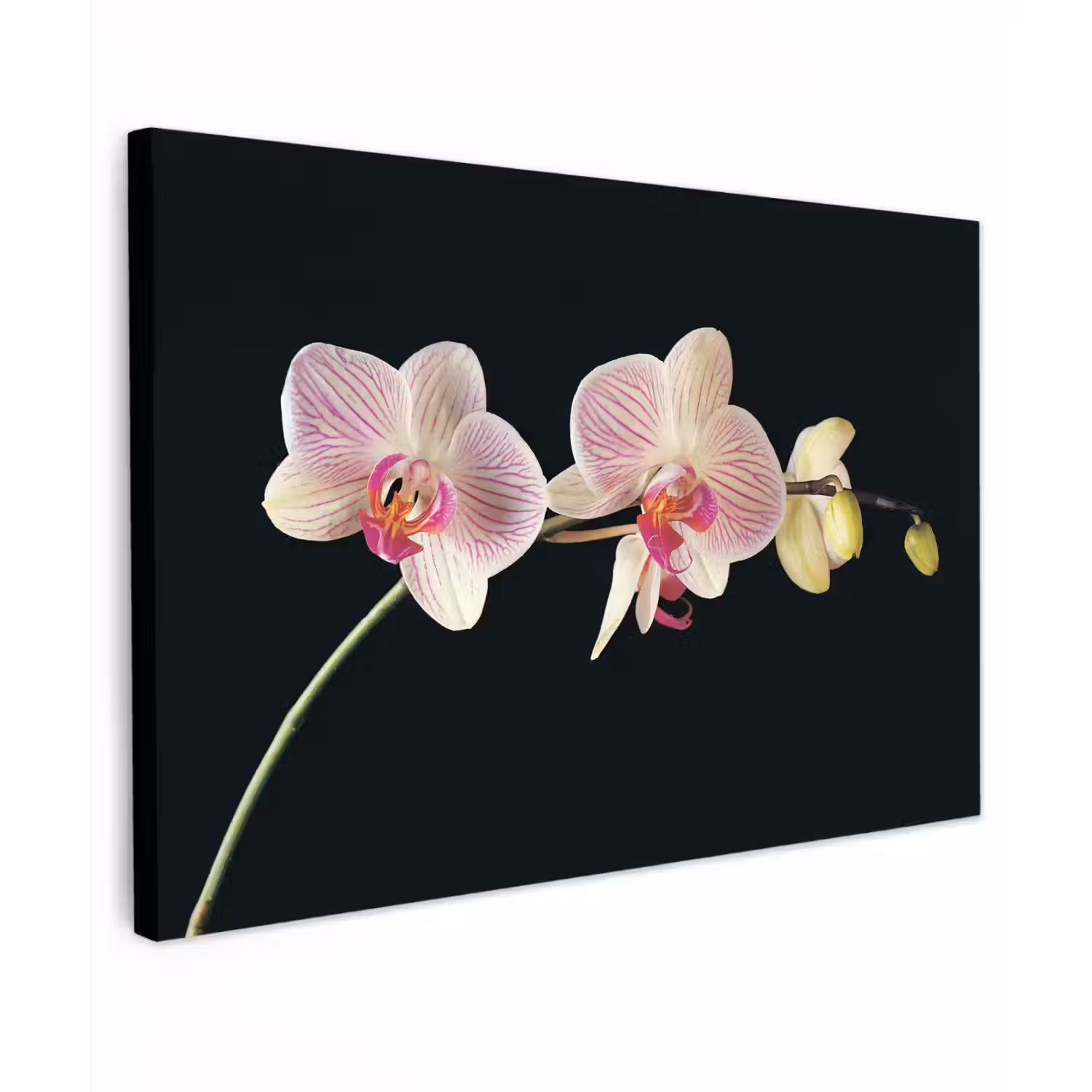 Orchidee - Bloemen - Zwart - Roze - Knoppen canvas 2cm klein -z3d