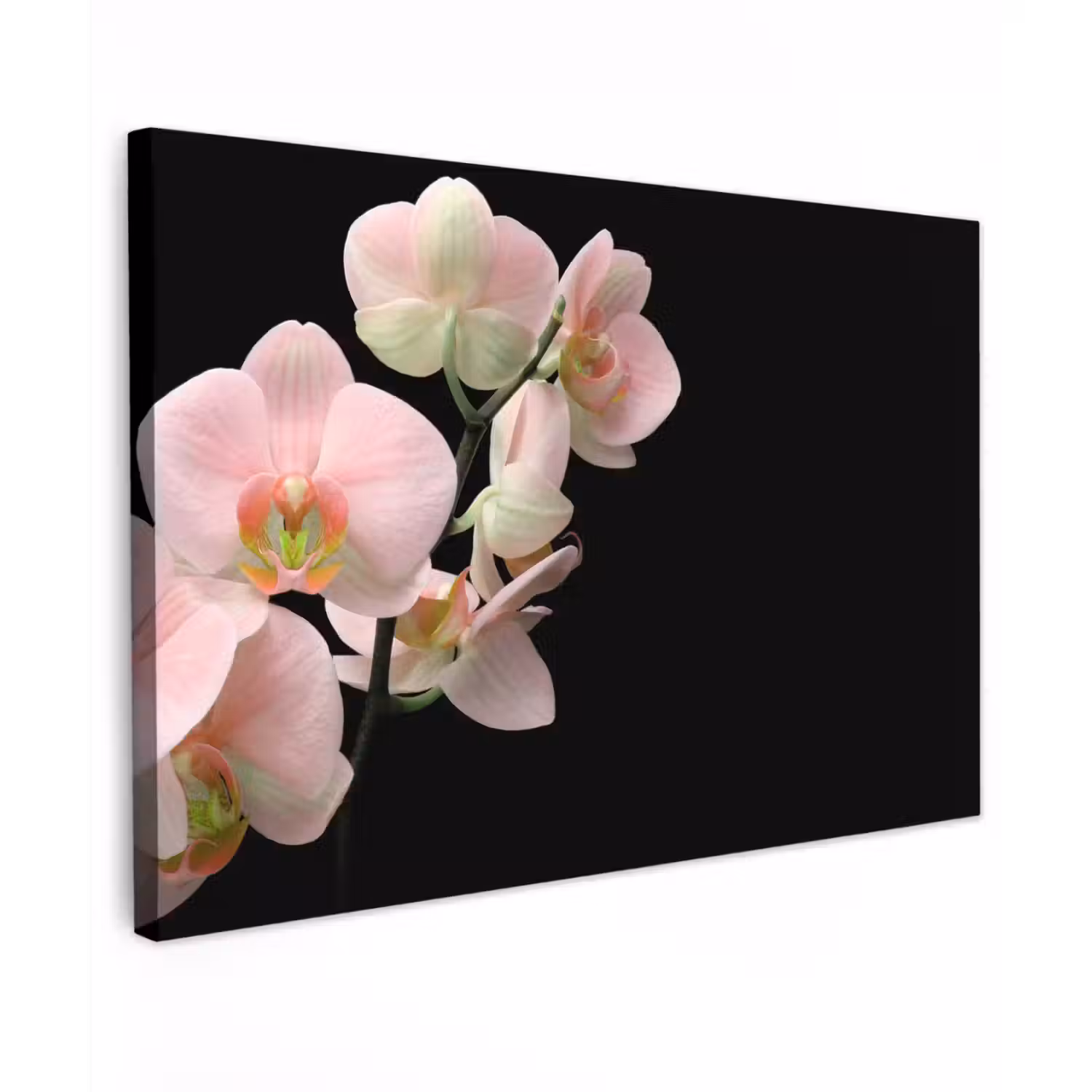 Orchidee - Bloemen - Roze - Stilleven - Flora canvas 2cm klein -z3d