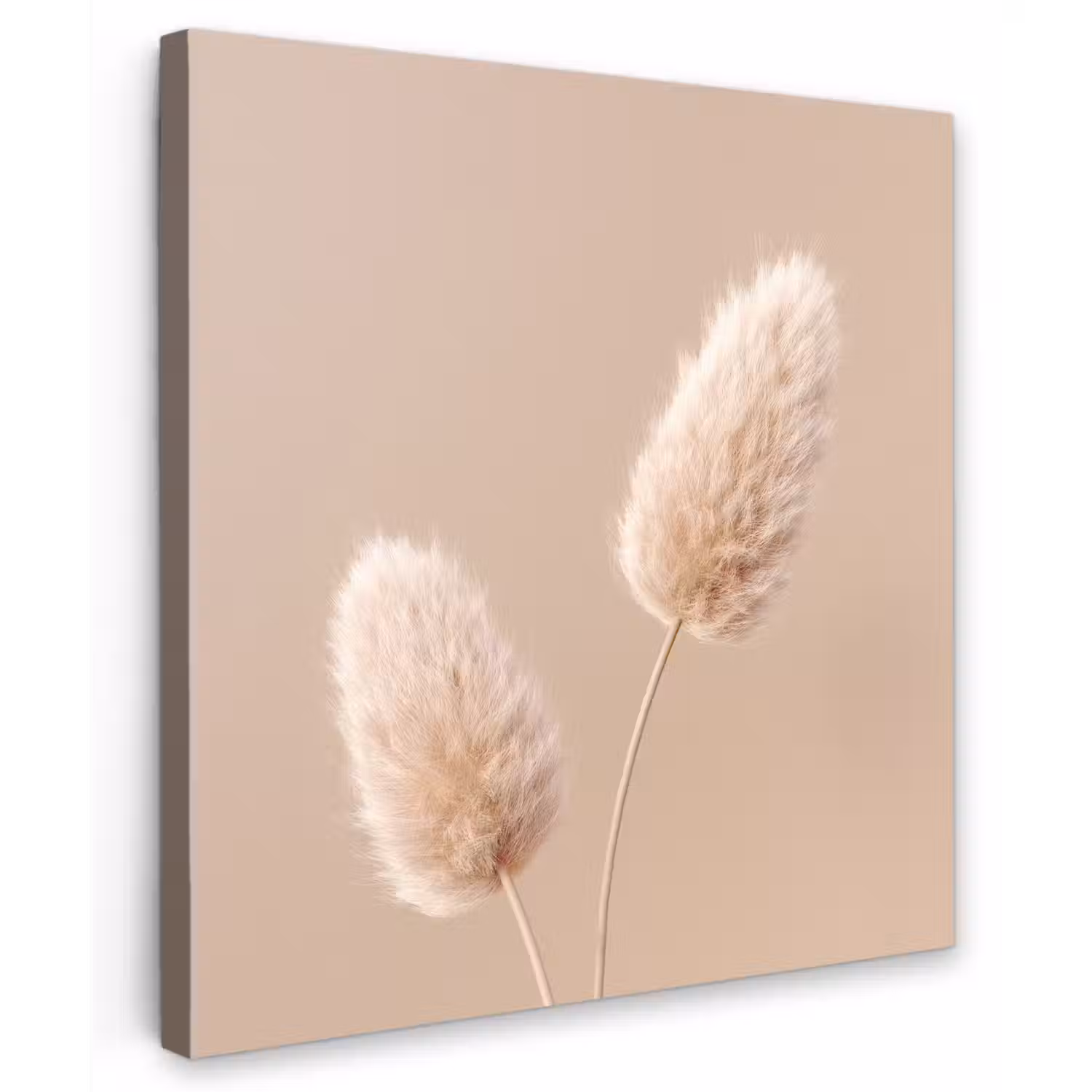 Pampas pluimen - Beige - Planten canvas 2cm middel -z3d