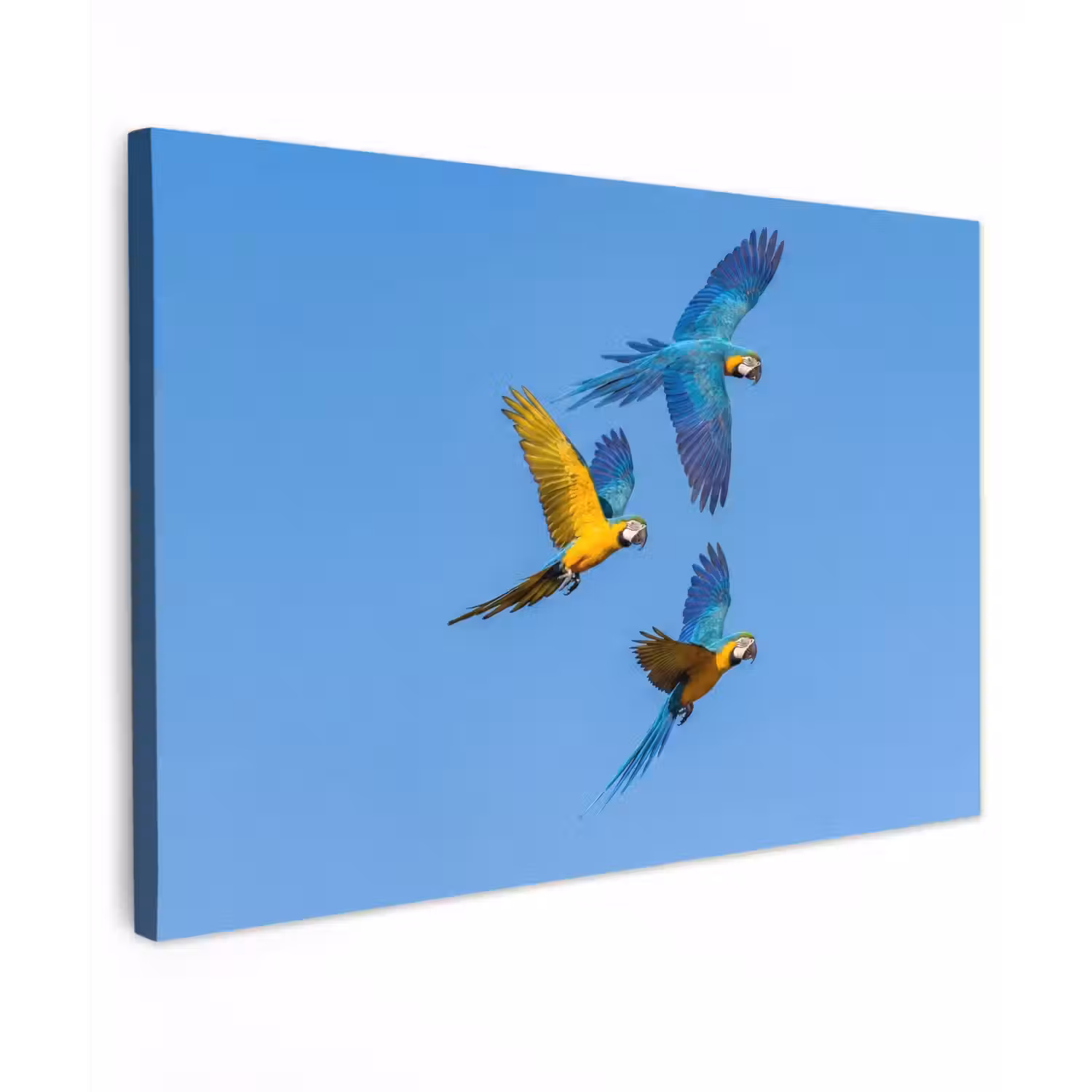 Papagaai - Vliegen - Blauw - Geel canvas 2cm klein -z3d