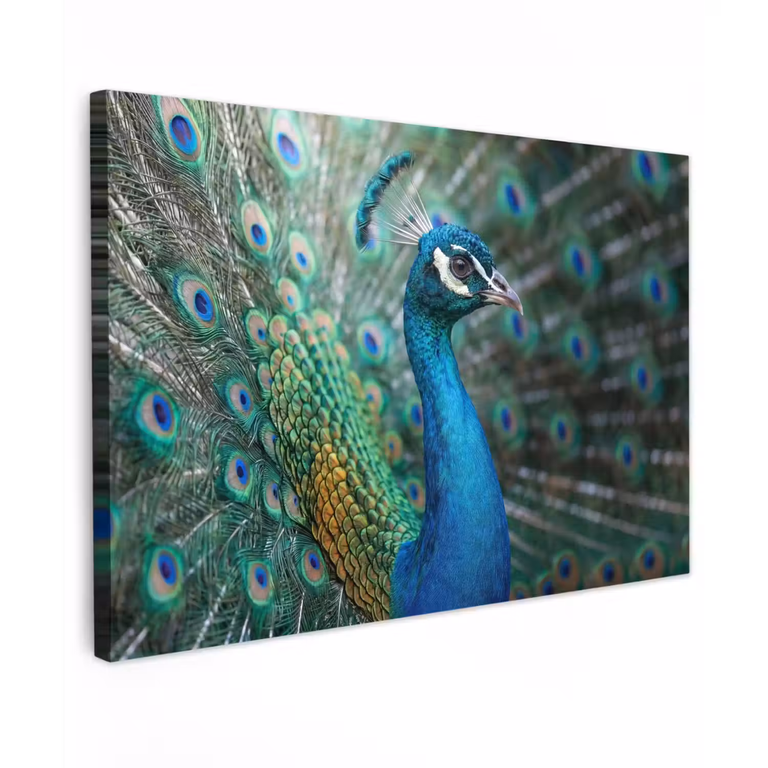Pauw - Veren - Blauw canvas 2cm klein -z3d