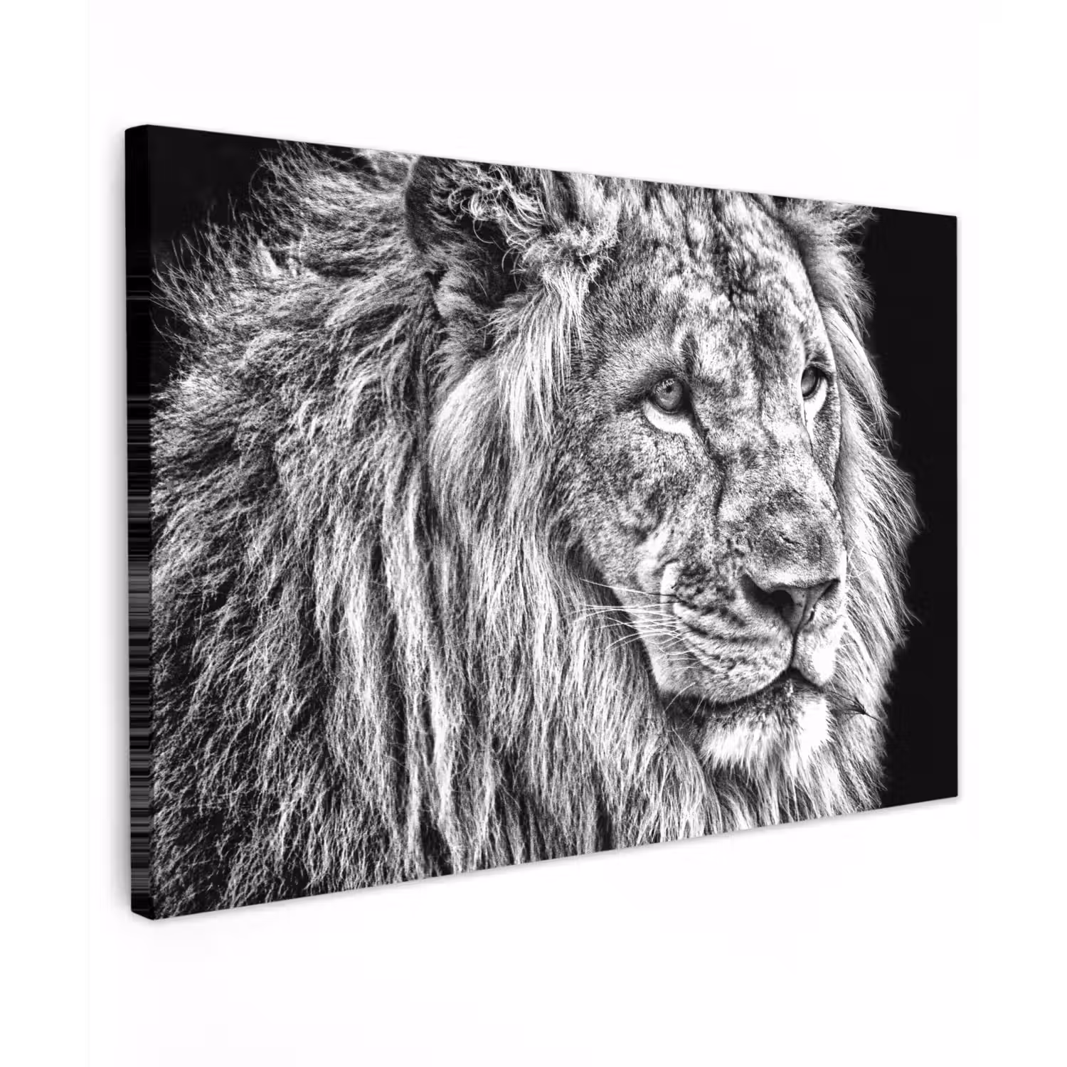 Portret - Leeuw - Zwart wit canvas 2cm klein -z3d