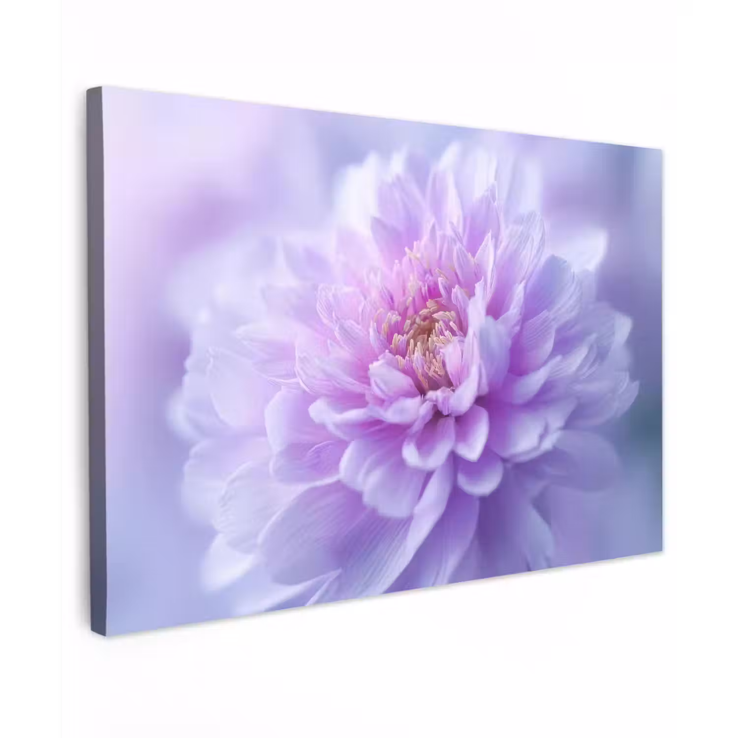 Paars - Dahlia - Dromerig canvas 2cm klein -z3d