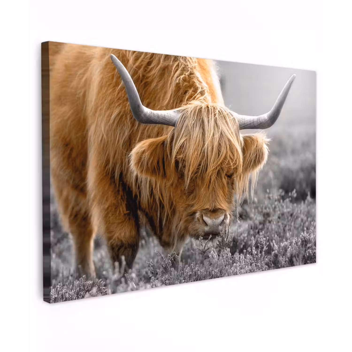 Schotse Hooglander - Dieren - Bruin - Koe - Zwart - Wit - Natuur canvas 2cm klein -z3d
