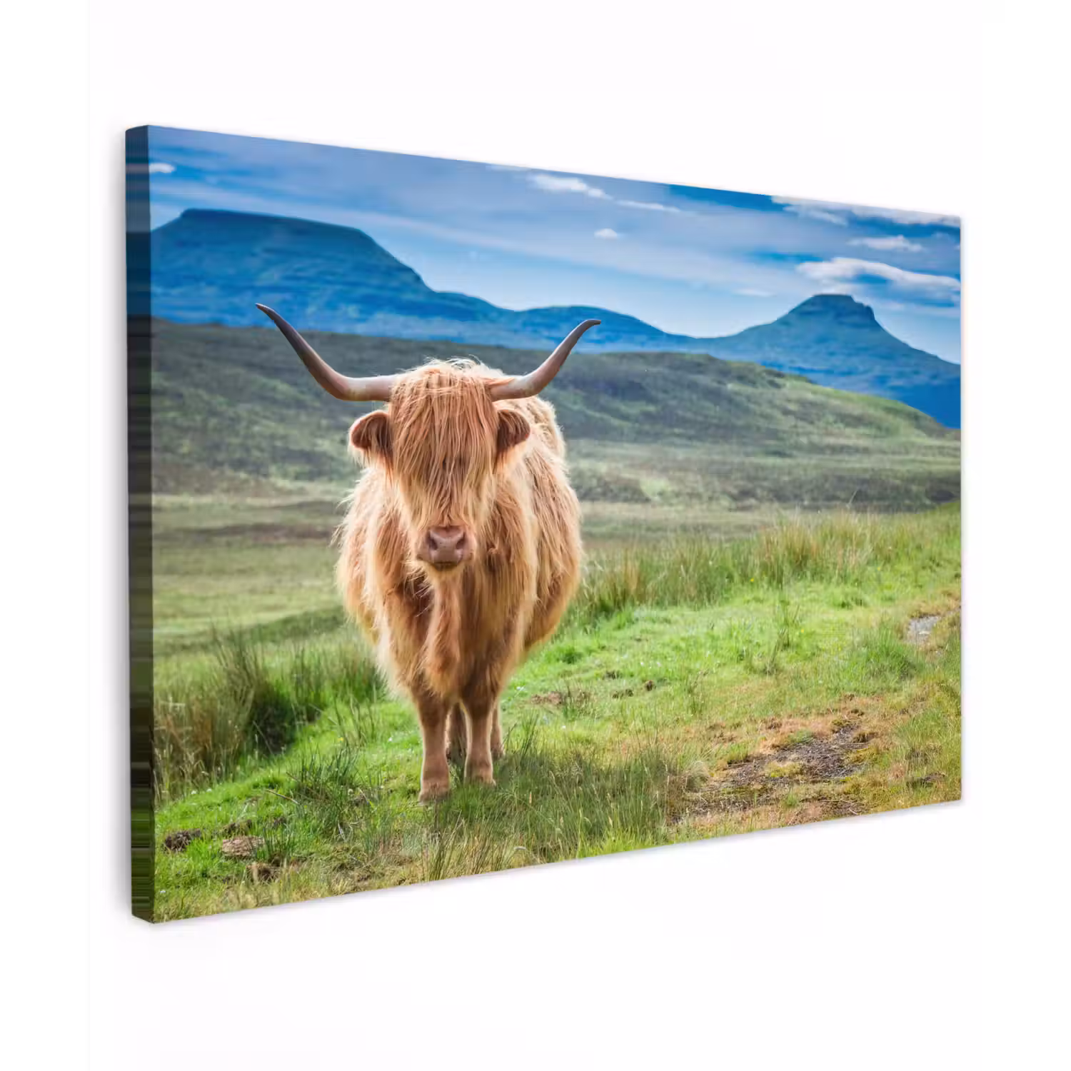 Schotse hooglander - Koe - Natuur - Berg - Gras canvas 2cm klein -z3d
