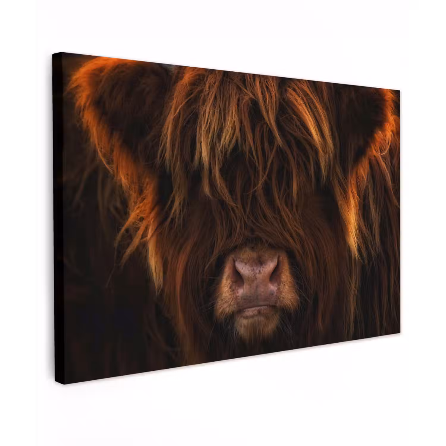 Schotse Hooglander - Koe - Portret - Dieren canvas 2cm klein -z3d