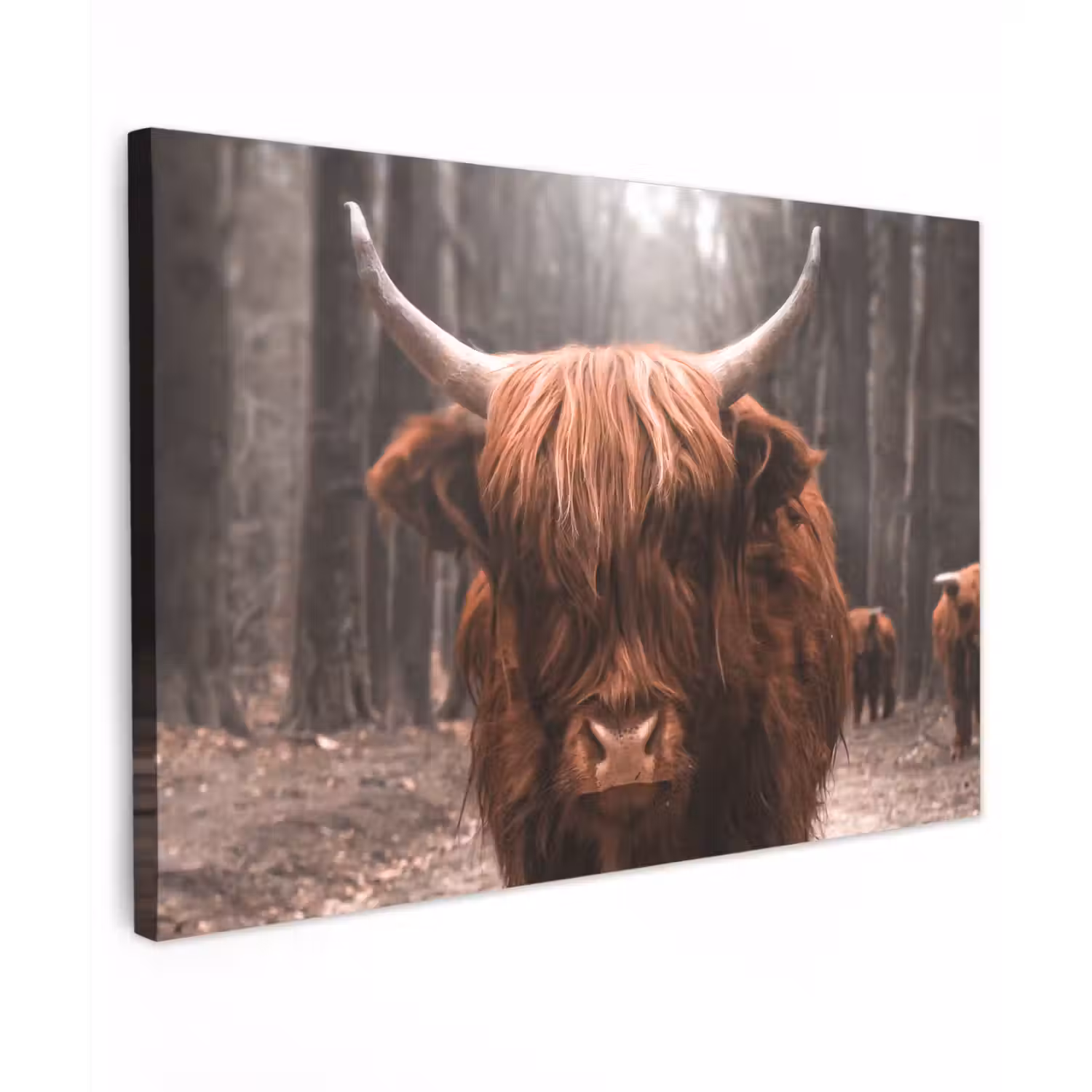 Schotse hooglander - Bos - Koe - Dieren - Natuur canvas 2cm klein -z3d