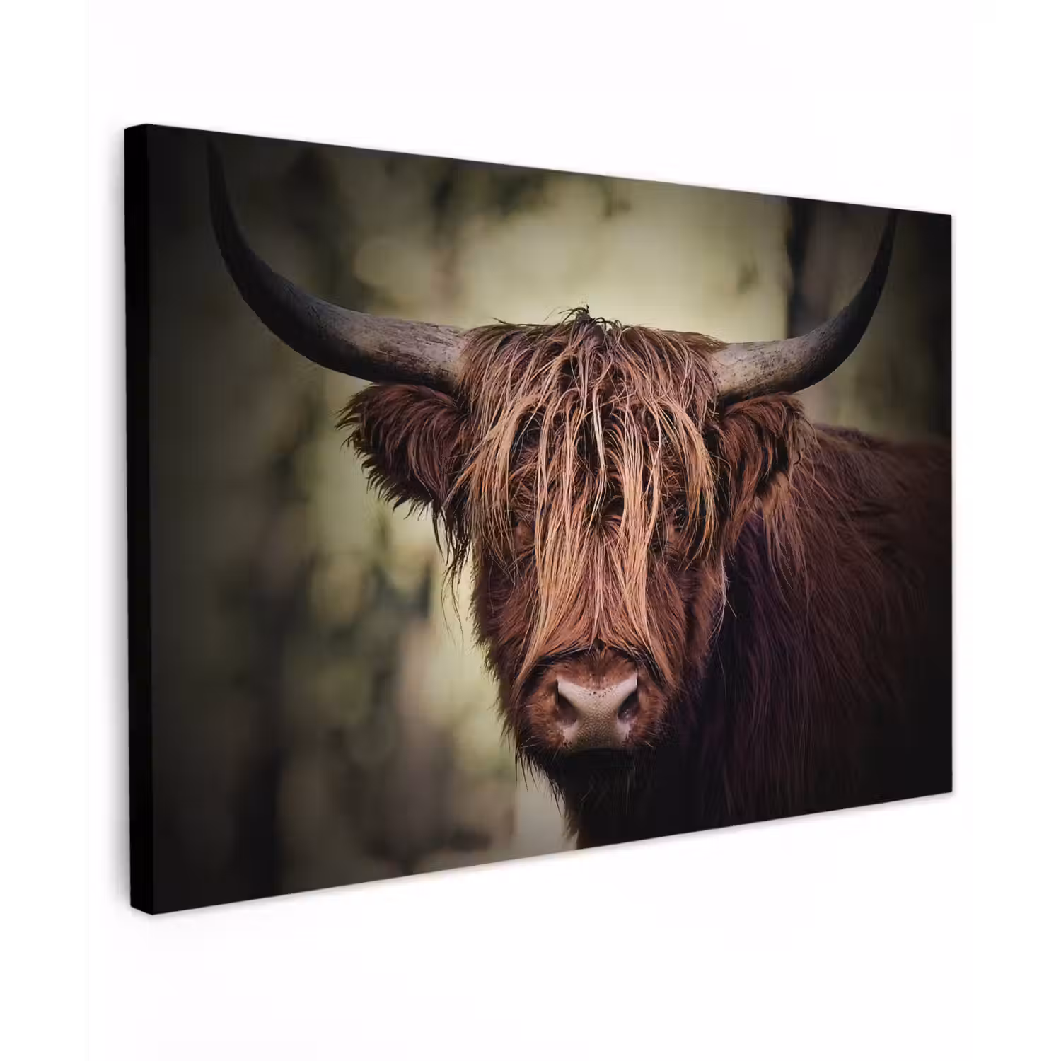 Schotse hooglander - Licht - Portret - Natuur canvas 2cm klein -z3d