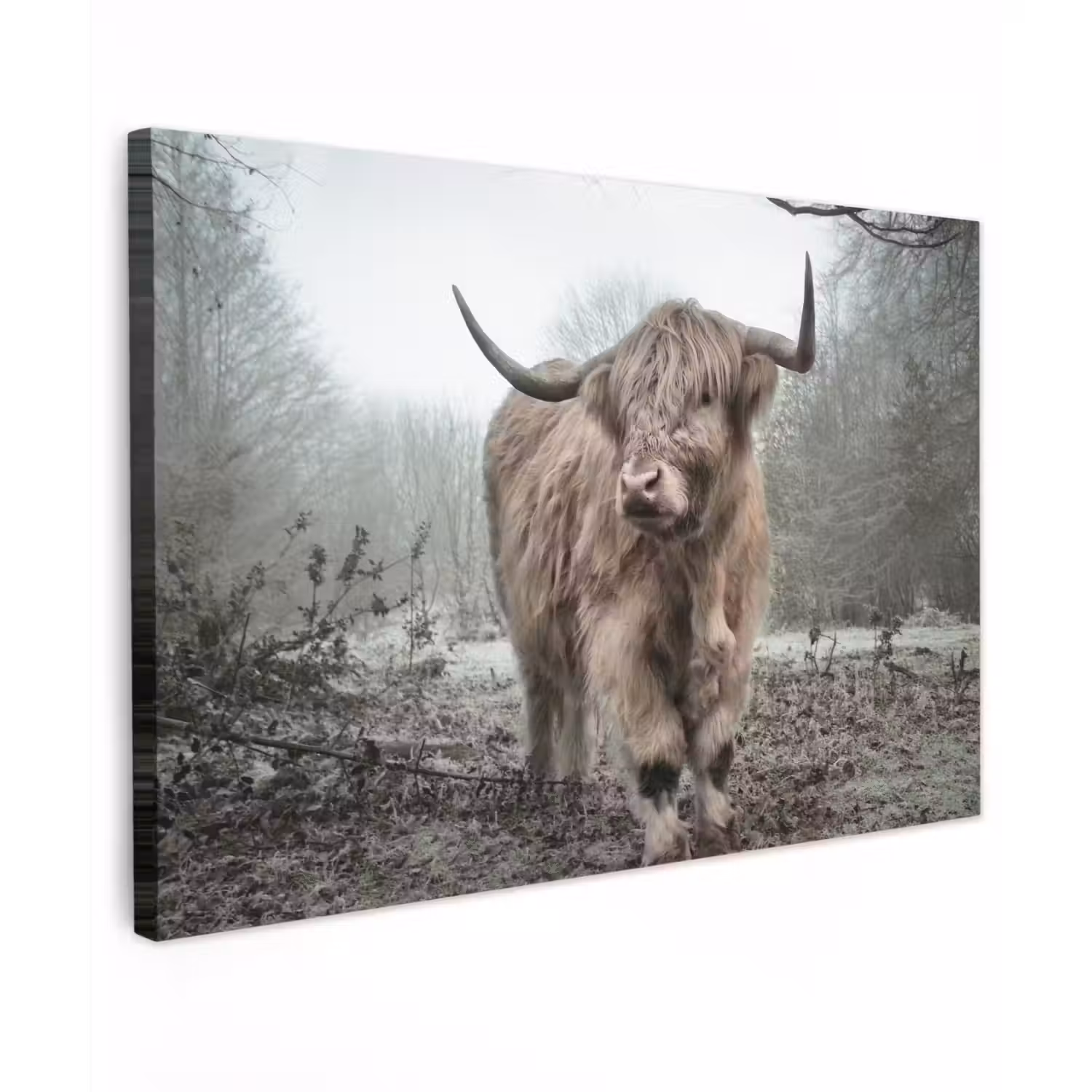 Schotse hooglander - Natuur - Herfst - Dieren - Wild - Bos canvas 2cm klein -z3d