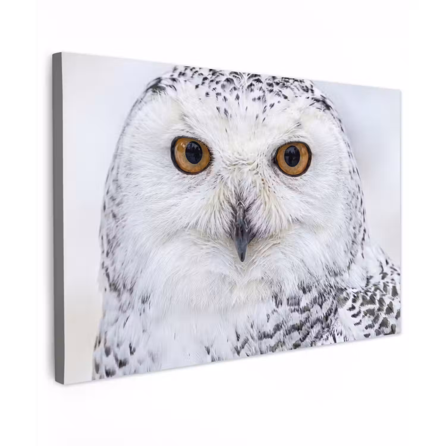 Sneeuwuil - Oog - Wildlife - Wit canvas 2cm klein -z3d