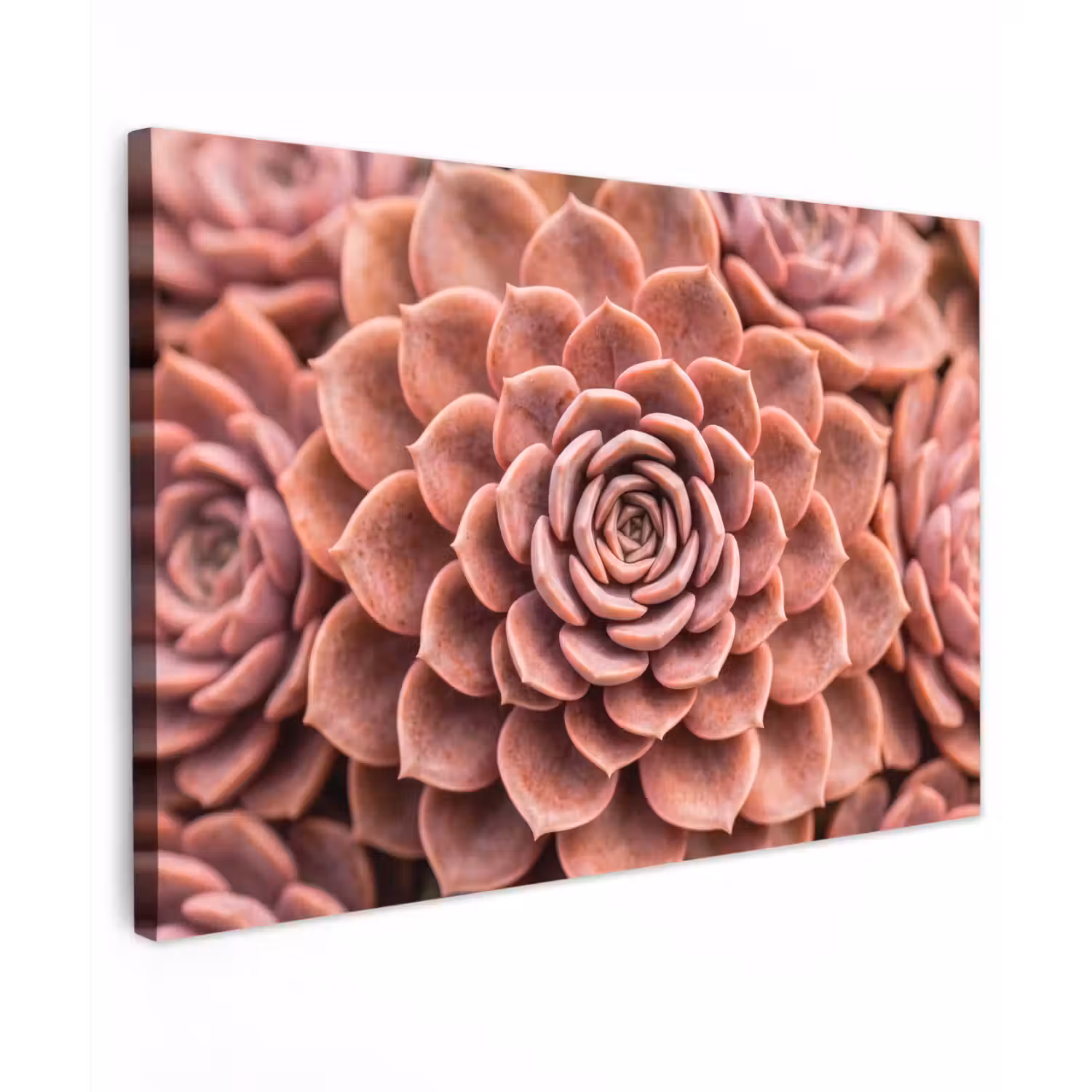 Vetplant - Organisch - Roze canvas 2cm klein -z3d