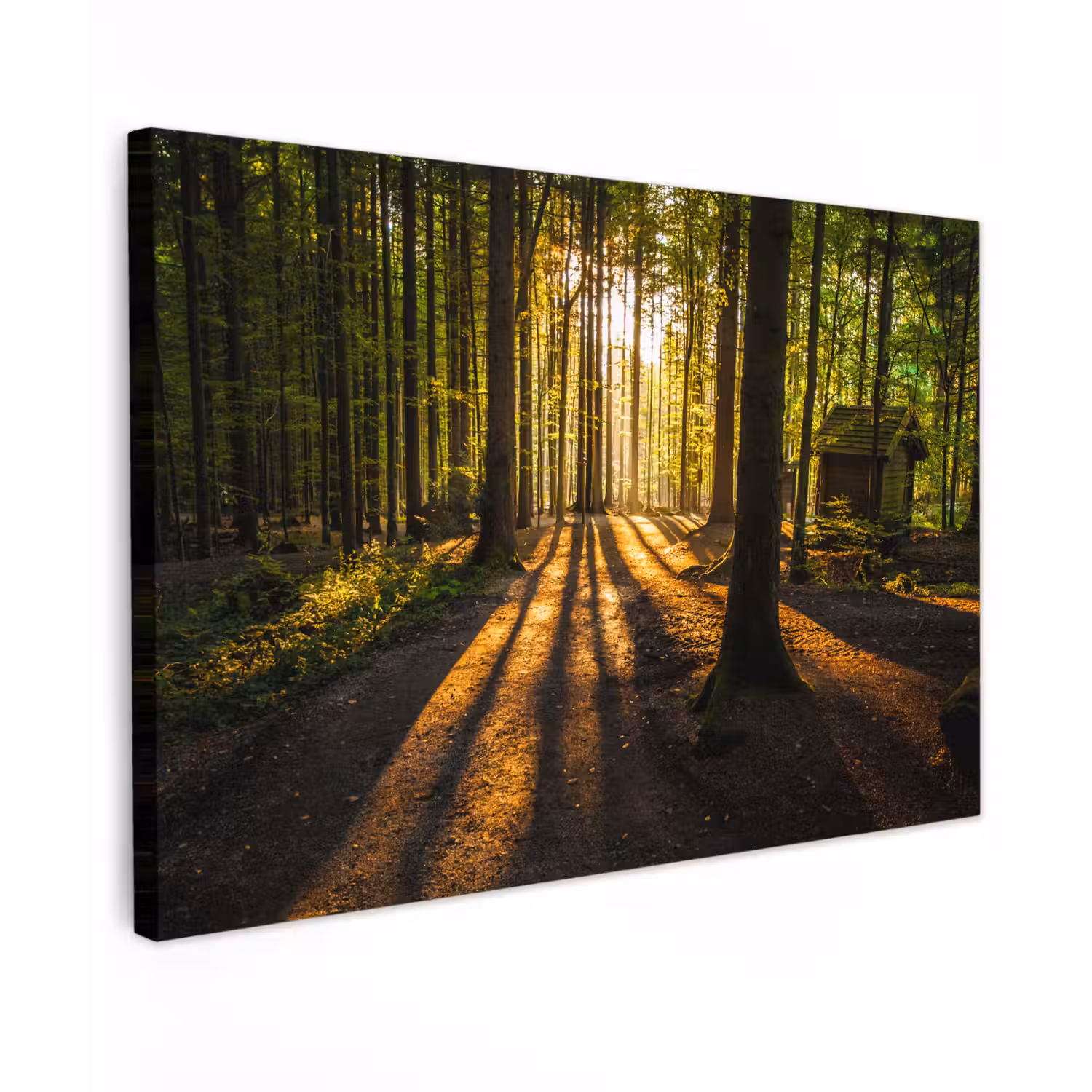 Zon - Bomen - Bos - Landschap - Natuur canvas 2cm klein -z3d