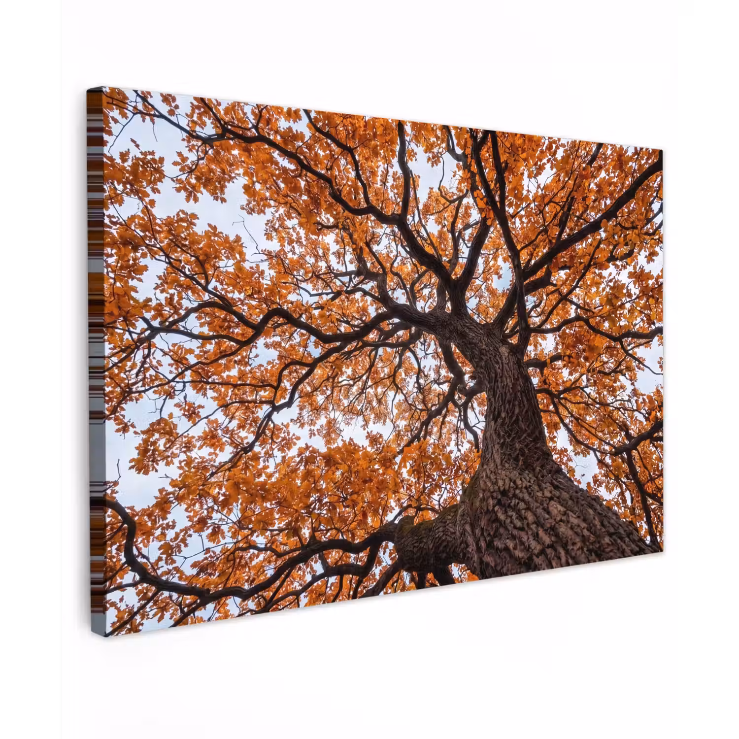 Boom - Bladerdak - Herfst - Oranje - Sfeervol canvas 2cm klein -z3d