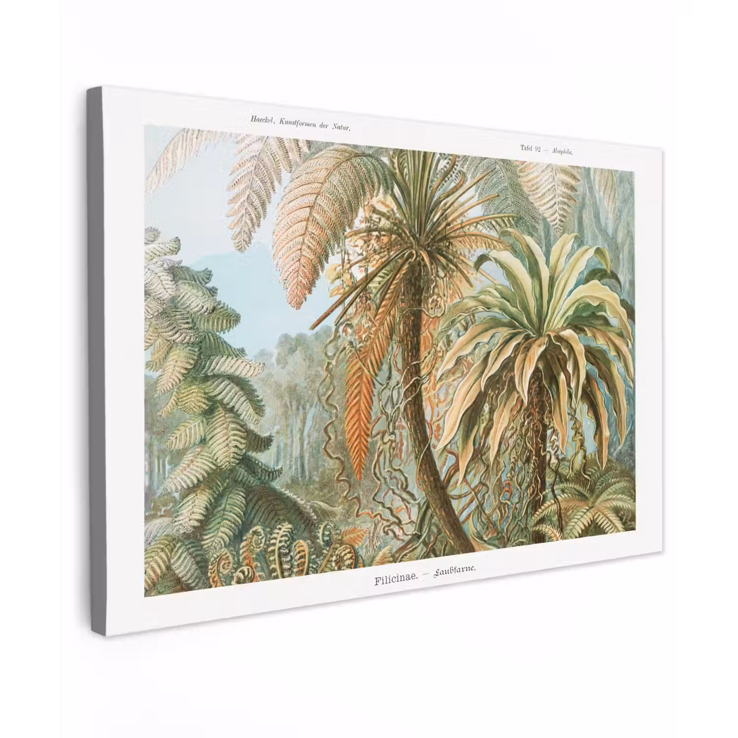 Vintage - Oude meesters - Varens - Planten - Natuur canvas 2cm klein -z3d