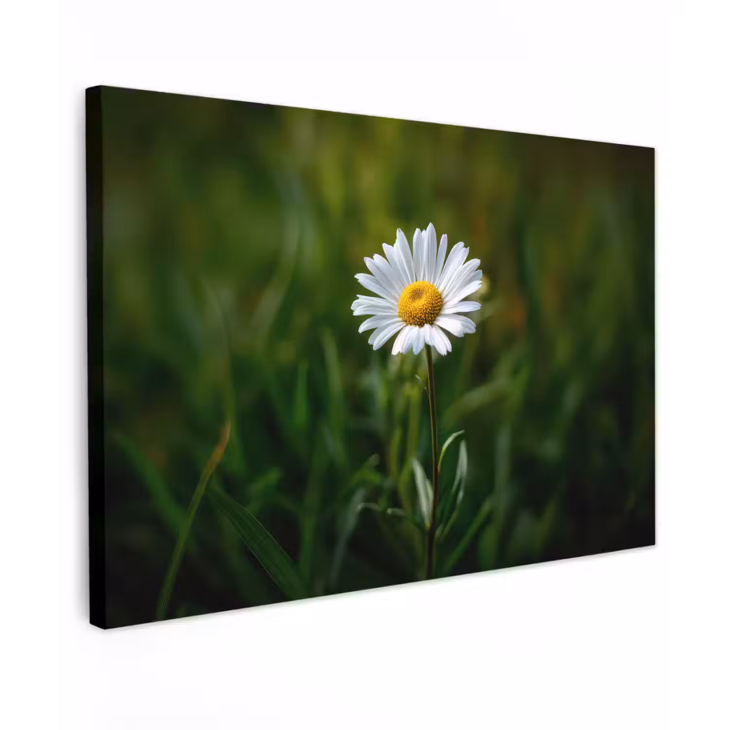 Wit - Madeliefje - Bloem - Gras canvas 2cm klein -z3d