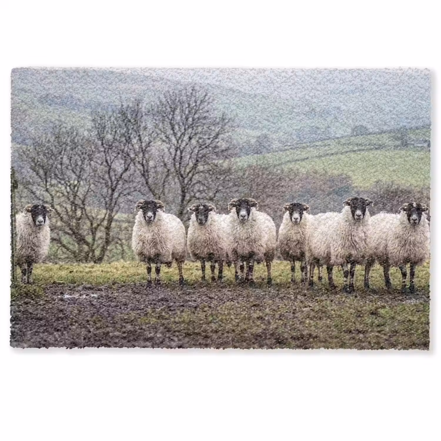 Schapen - Rij - Weide - Dieren - Platteland Deurmat klein -zkaufland3d