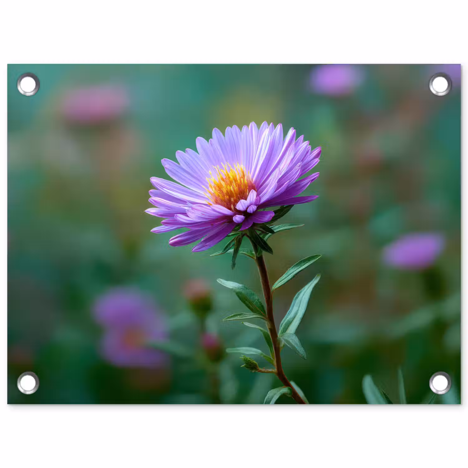 Aster - Paars - Bloem - Blaadjes tuinposter los doek klein -3d