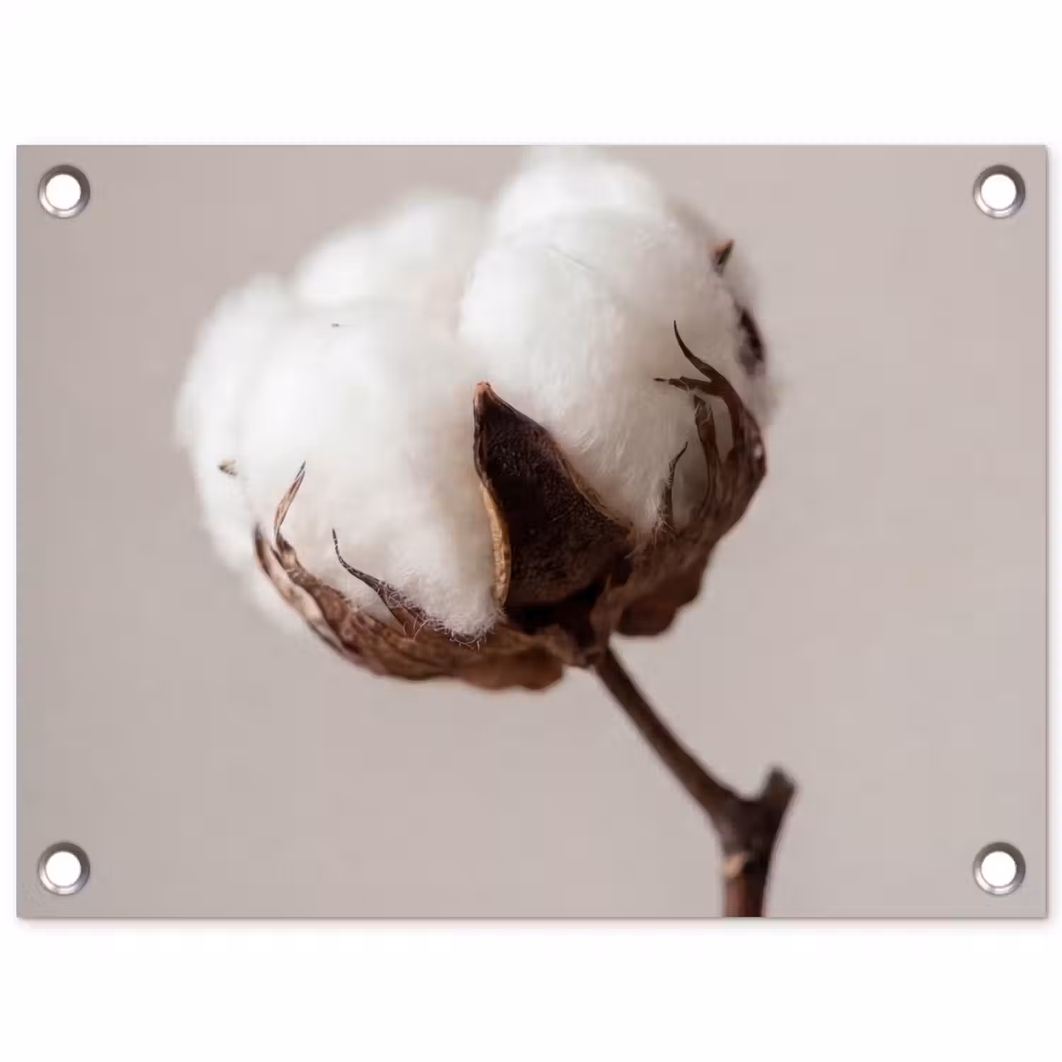 Katoenbol - Minimalistisch - Wit tuinposter los doek klein -3d