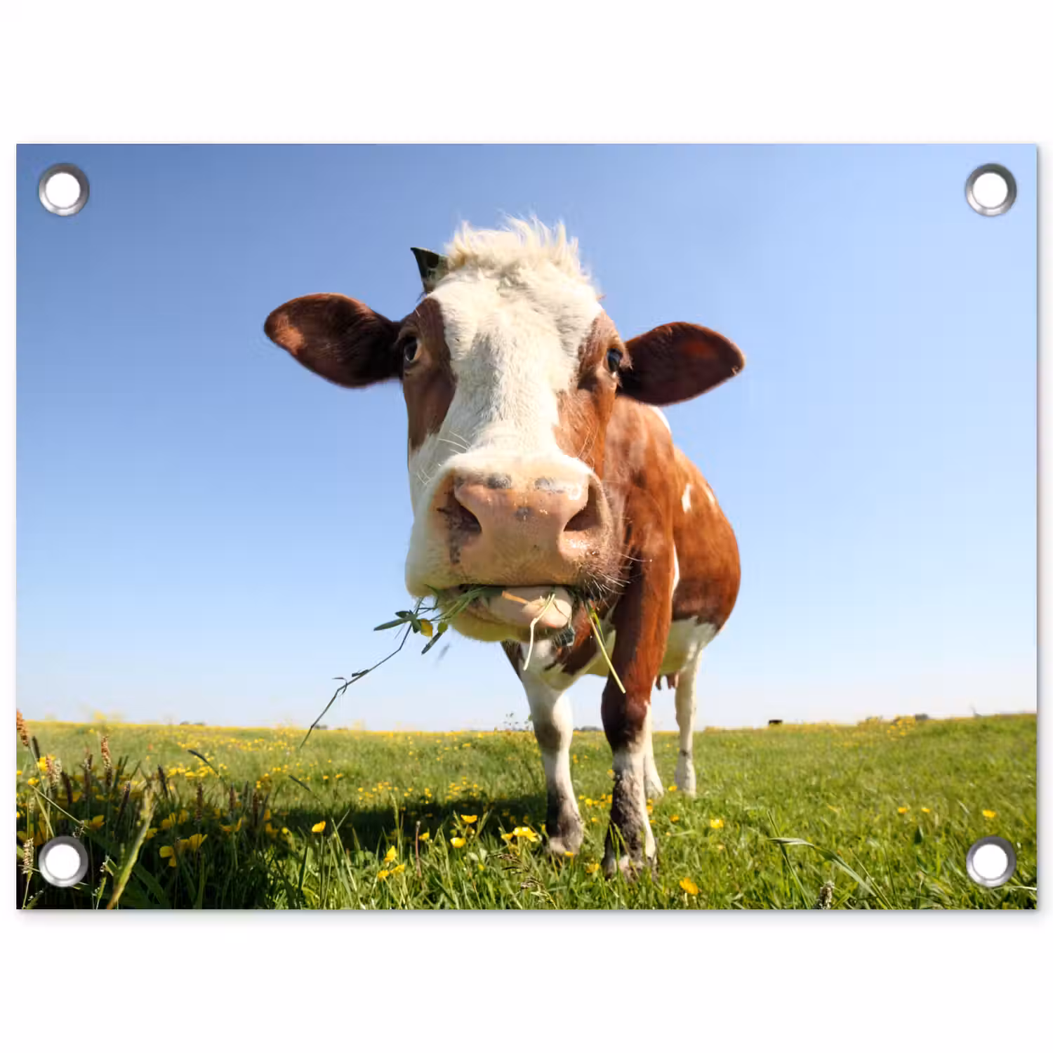 Koe - Dieren - Bloemen - Gras tuinposter los doek klein -3d