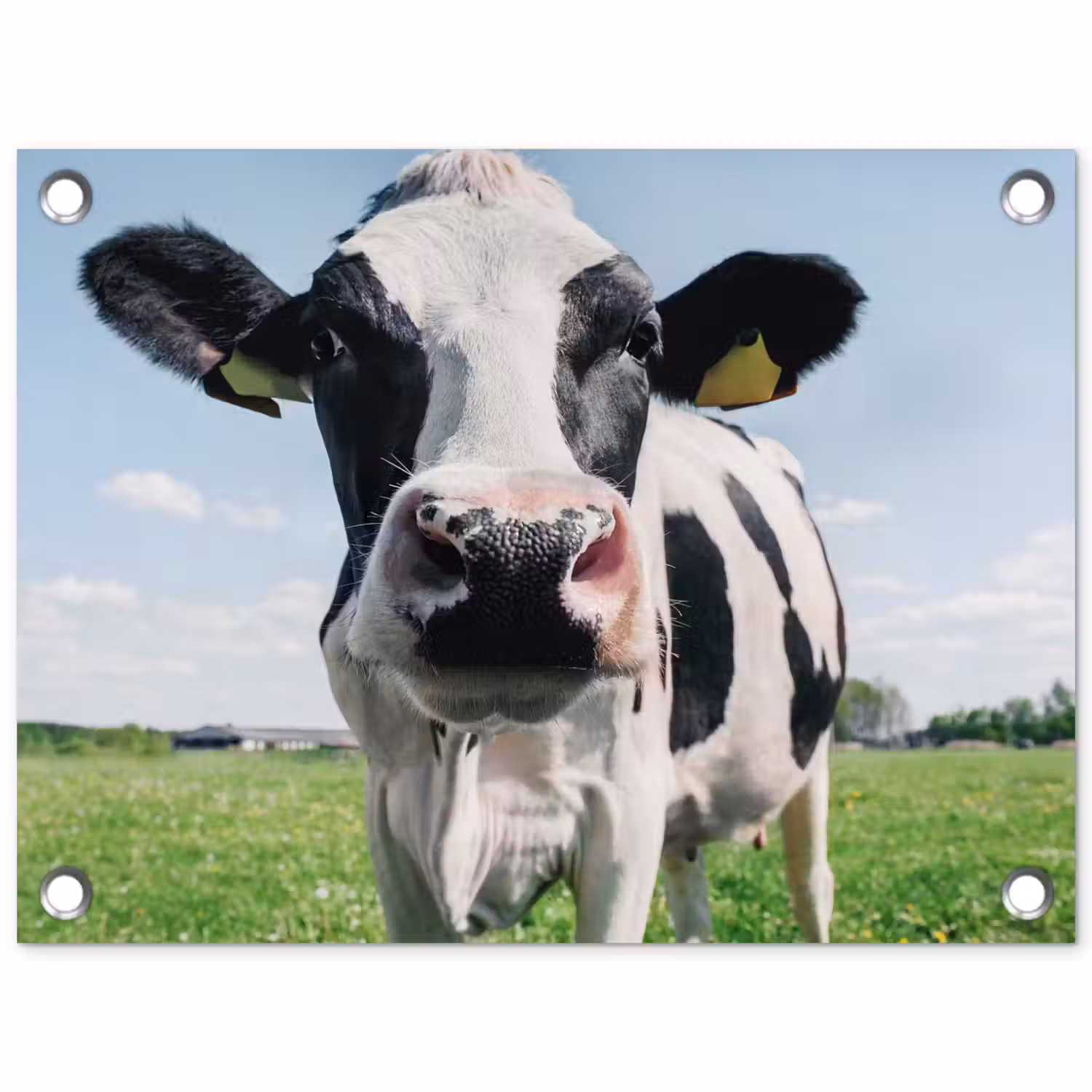 Koe - Weiland - Natuur - Dieren - Gras tuinposter los doek klein -3d