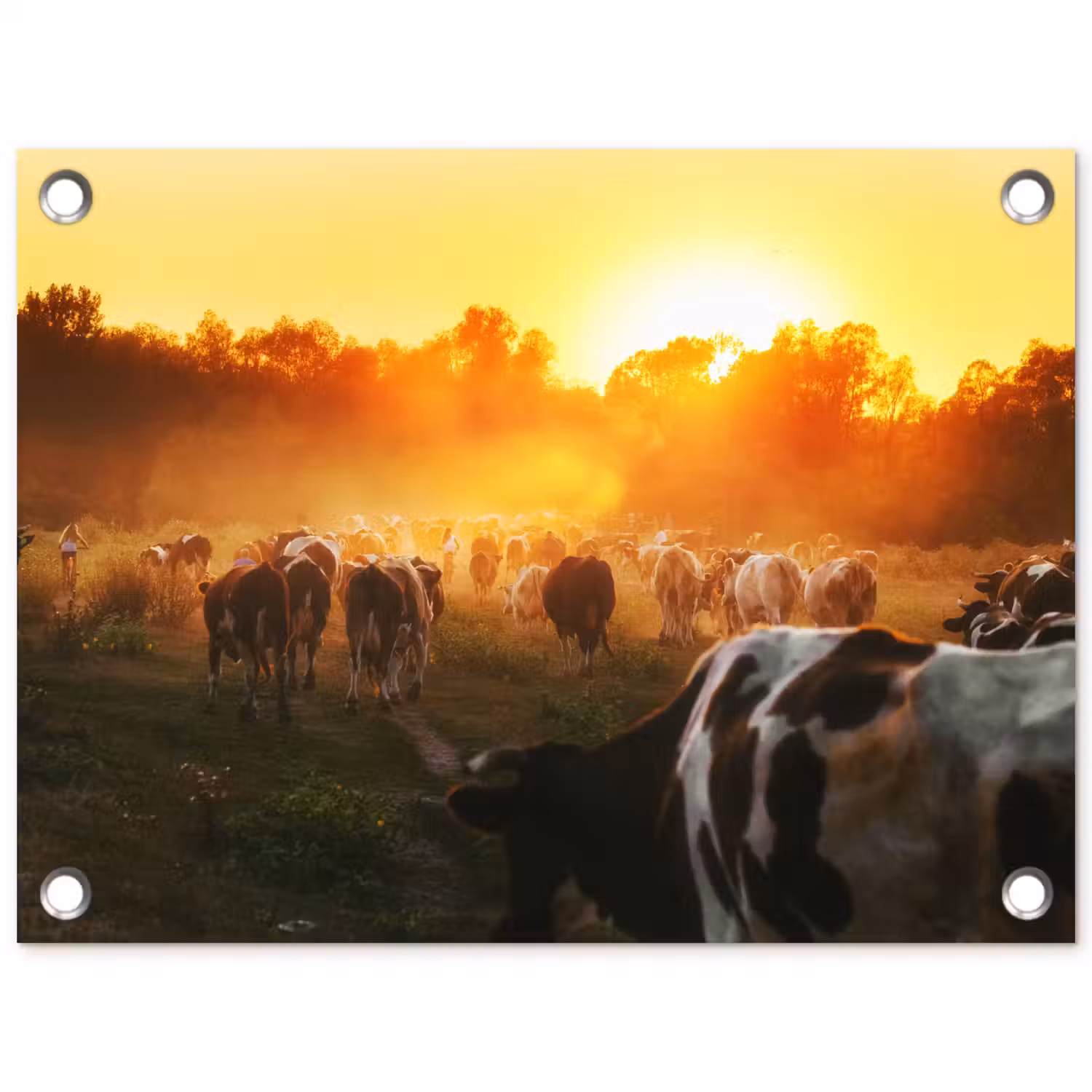 Koeien bij Zonsondergang tuinposter los doek klein -3d